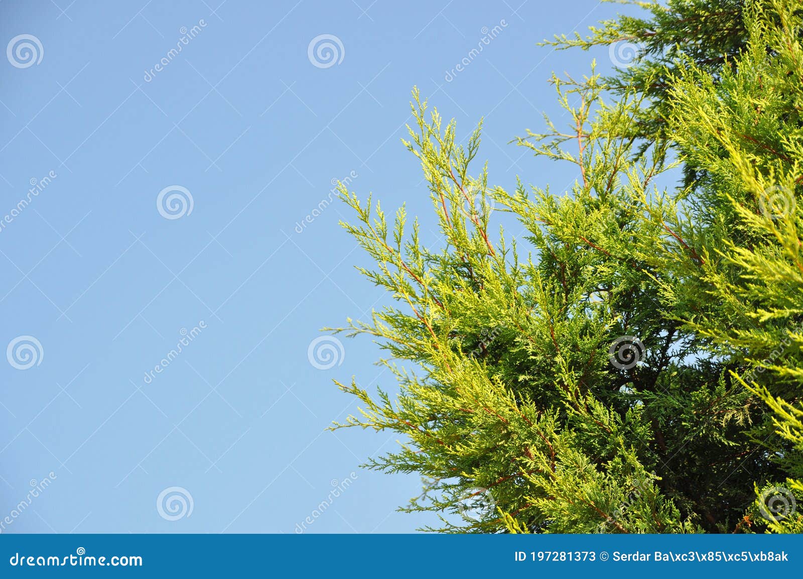 Needle Leaf Pine Tree in Its Natural Environment Stock Image Image of