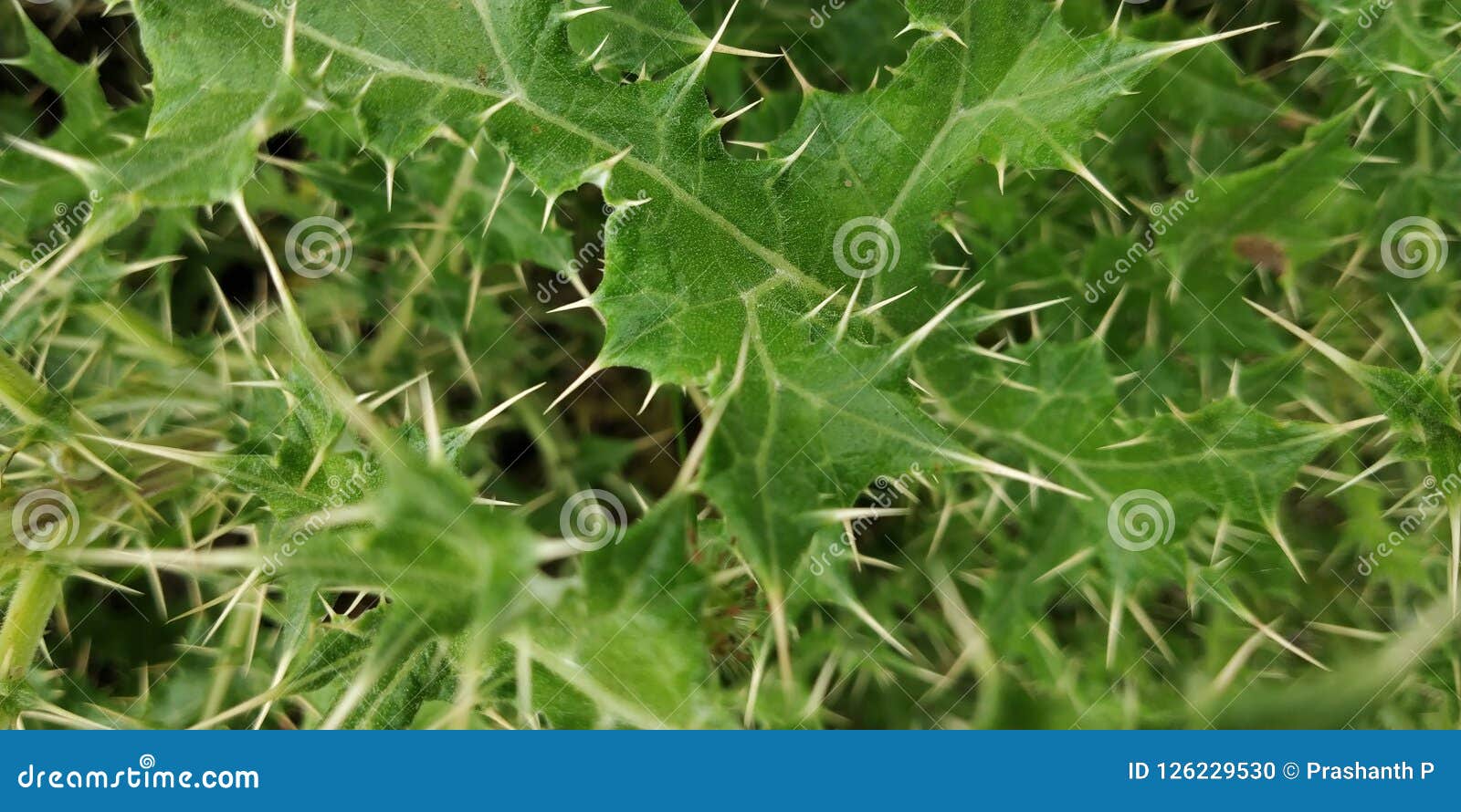 Needle plant stock photo. Image of green, naturally 126229530