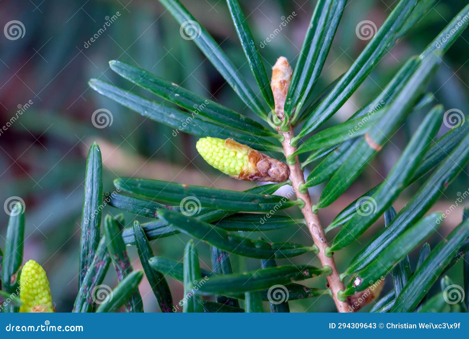 needles of a momi fir, abies firma