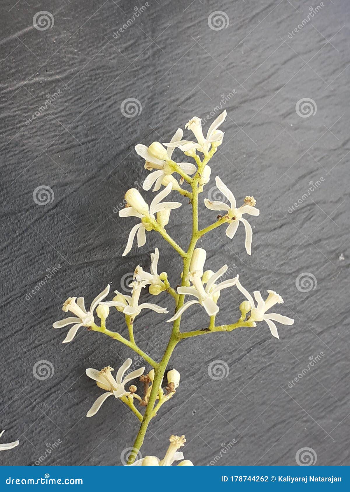Neem Flowers Isolated On White Background, Siamese Neem Tree, Nim