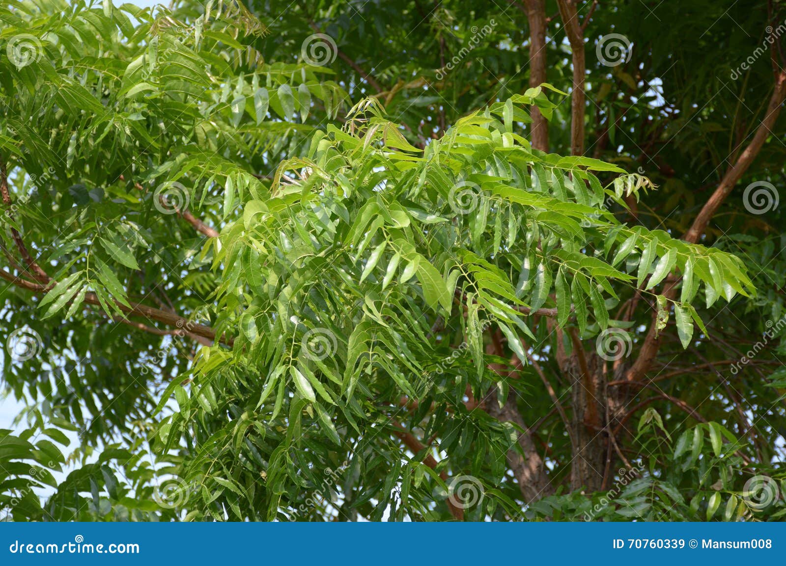Neem plan tree in garden stock image. Image of natural 70760339