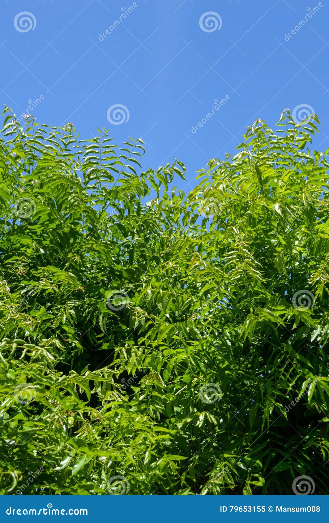 Neem plan tree in garden stock image. Image of outdoor 79653155