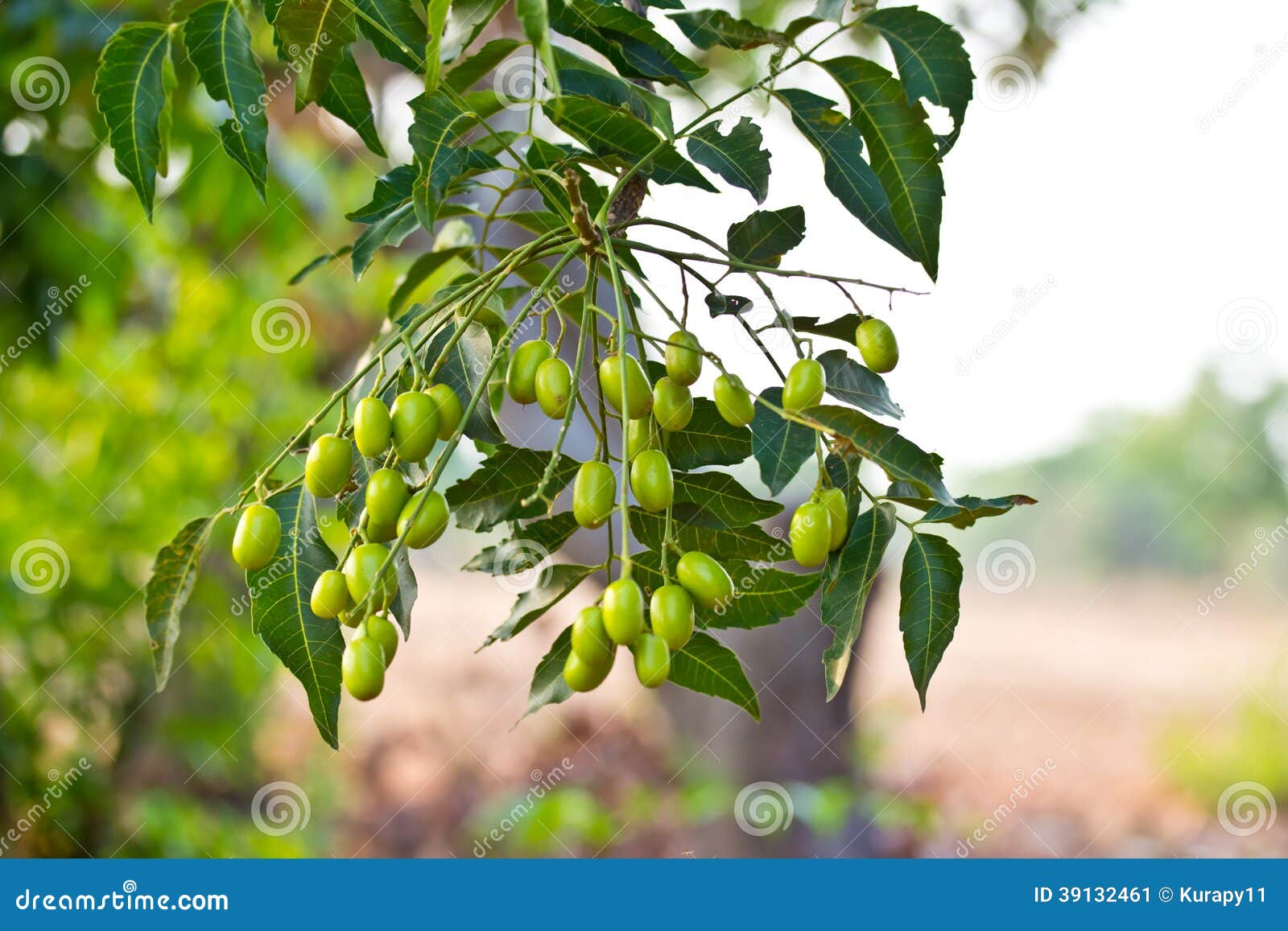 neem seed-azadirachta indica