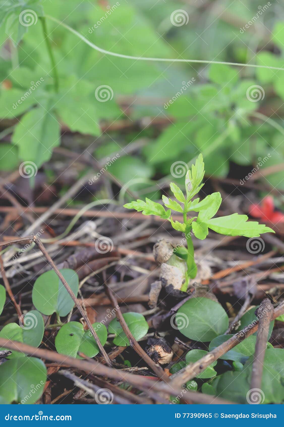Neem tree stock image. Image of gardening, plant, environment 77390965
