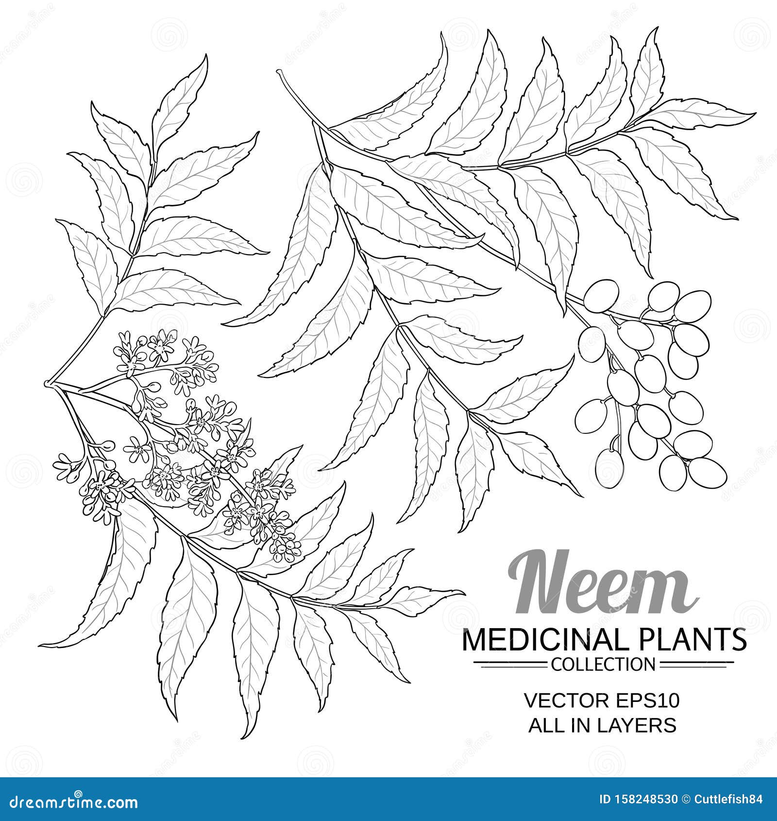 Neem vector set stock vector. Illustration of herb, drawing - 158248530