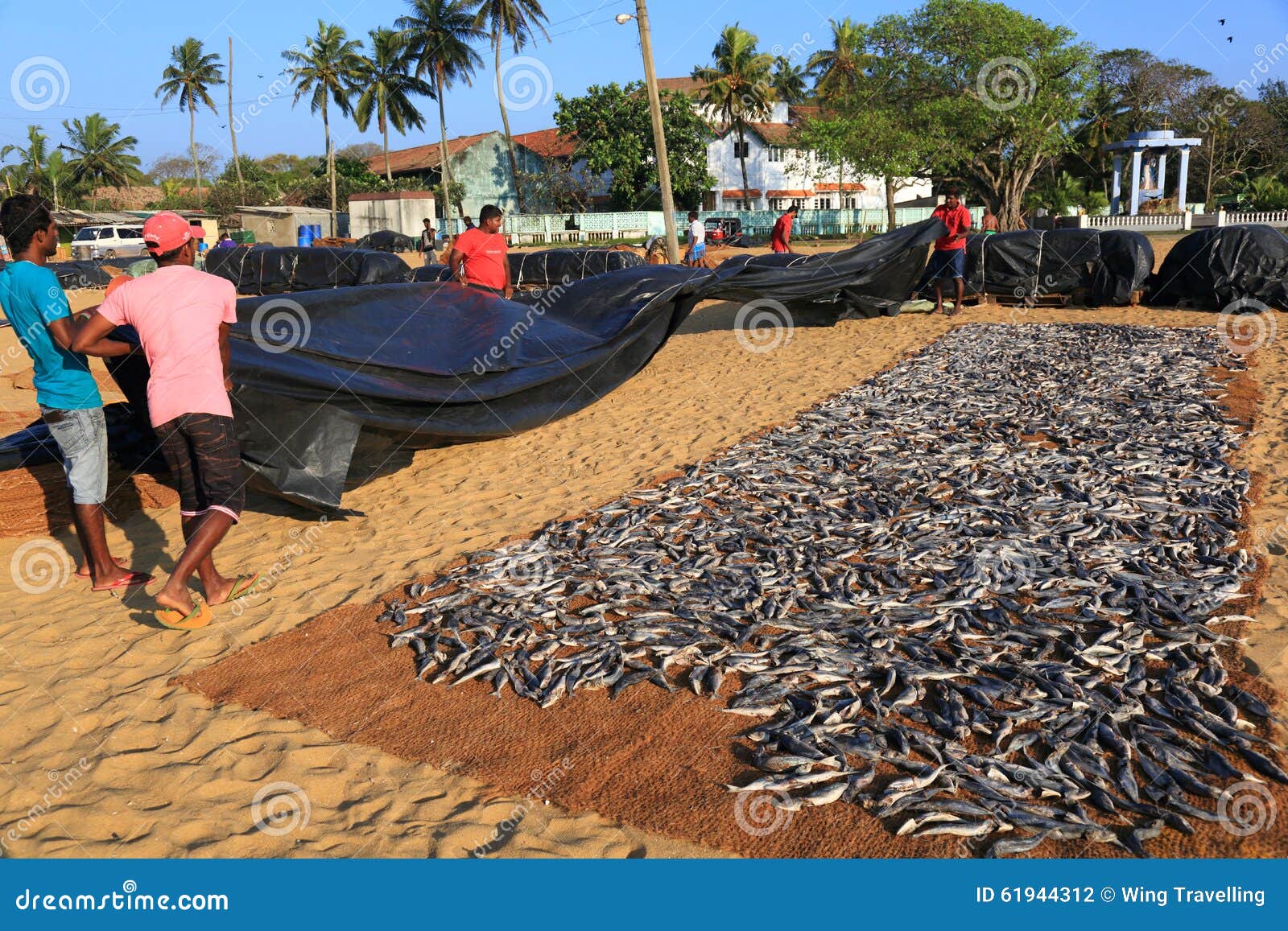 Negombo Fish Market editorial photography. Image of industry 61944312