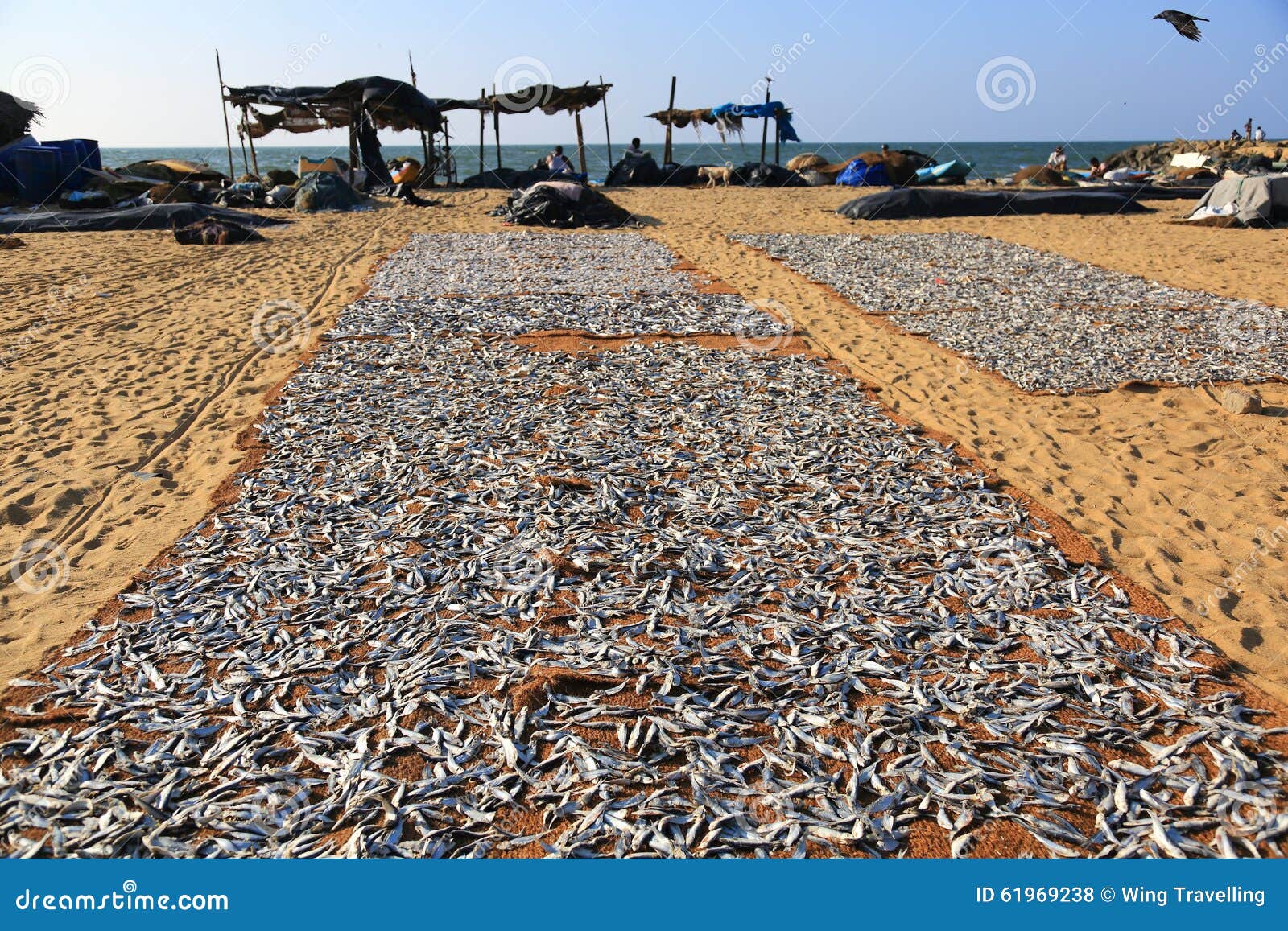 Negombo Fish Market editorial stock photo. Image of drying 61969238