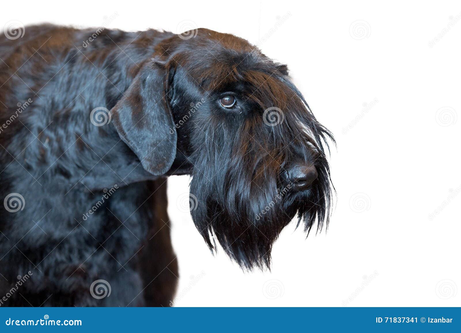 Negro Del Perro Del Schnauzer En Blanco Imagen De Archivo Imagen De Schnauzeres Hierba