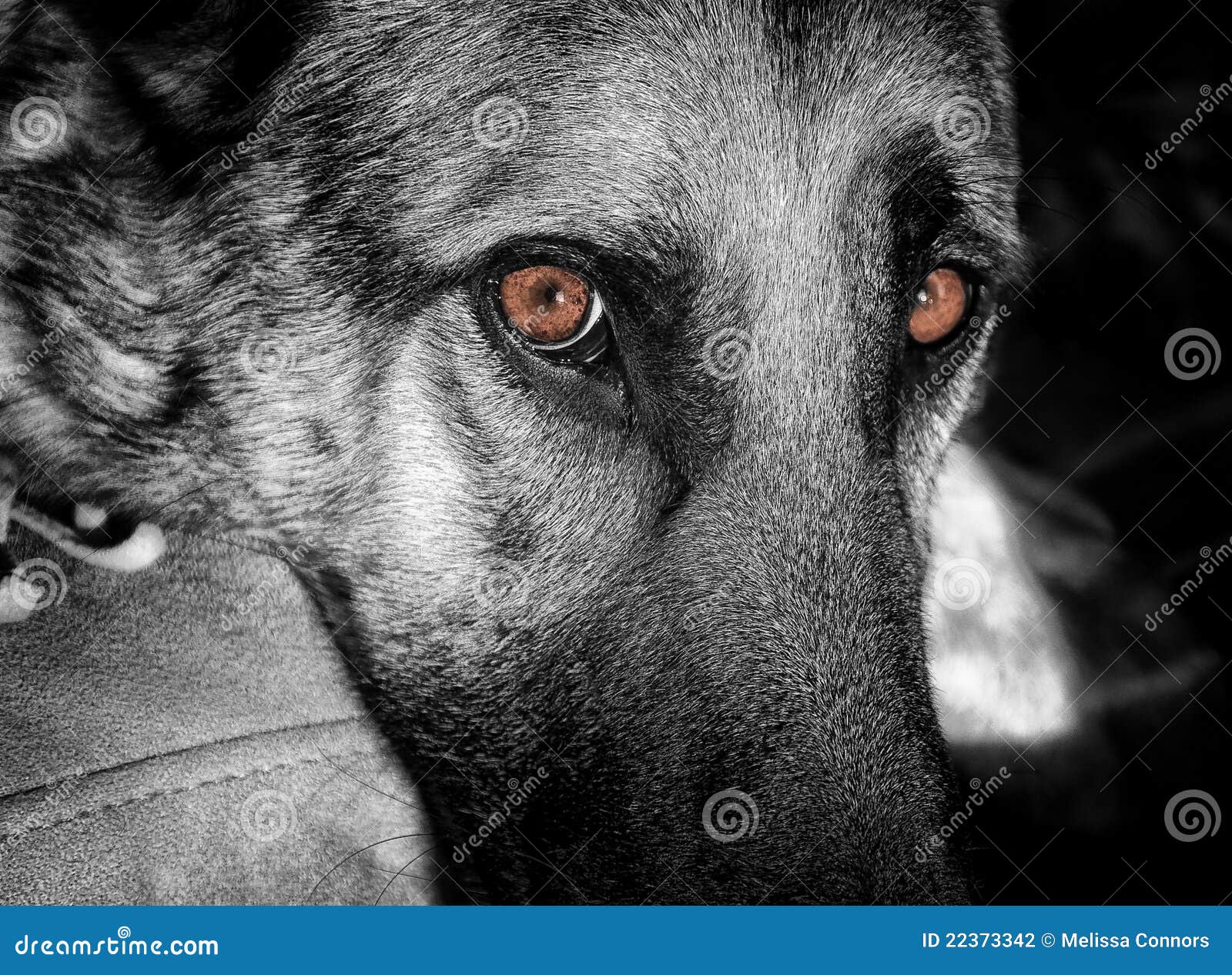 Negro y blanco de Iggi. Mi Shepard alemán, Iggi, una mañana. Él tiene una mirada fija muy intensa. Pensé que dejaría los ojos en color y que fijaría el resto en blanco y negro para intensificar más lejos su mirada fija.