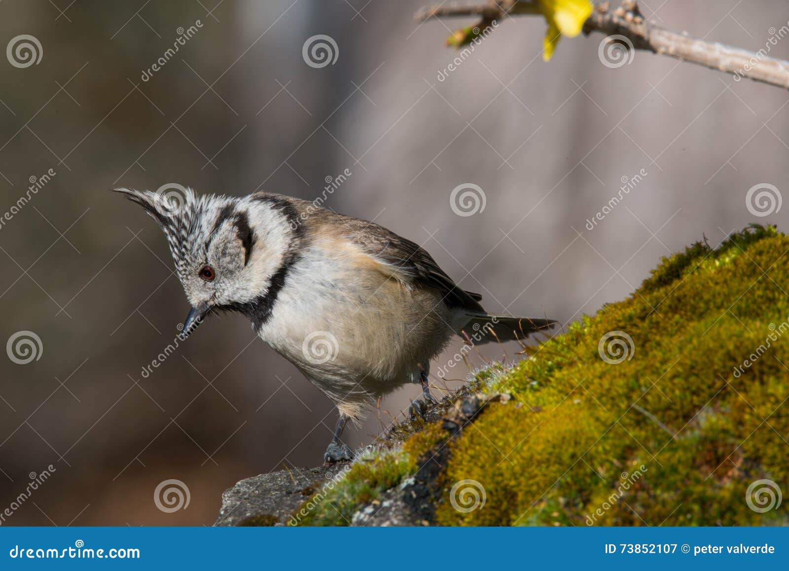 Negro y pájaro de la pizca pequeño en fauna. Pájaro blanco y negro en bosque