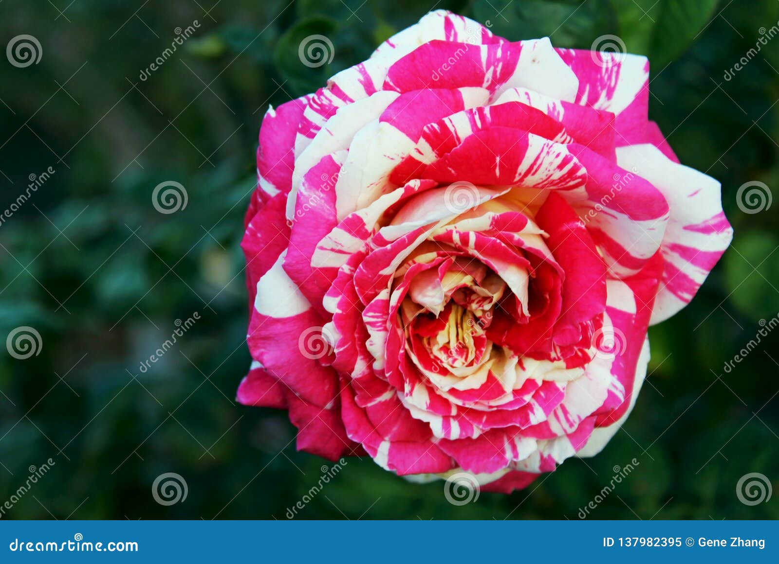 neil diamond rose, hybrid tea rose