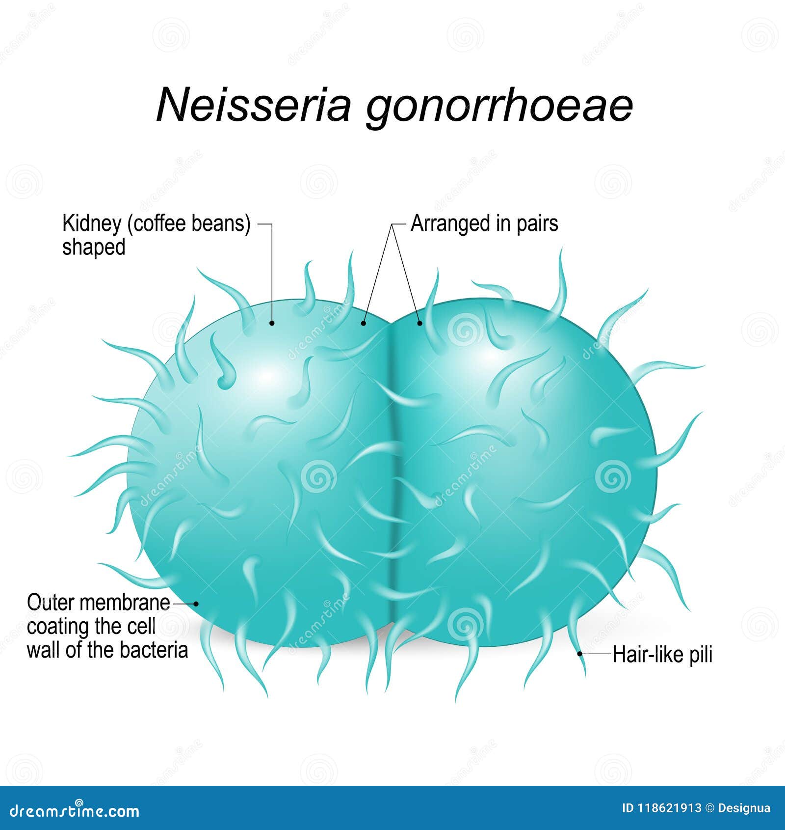 neisseria gonorrhoeae. structure of a bacterial cell