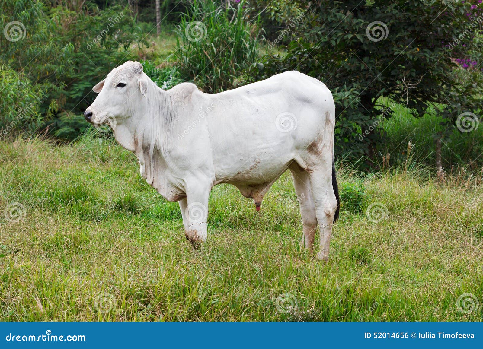 nellore - brazilian beef cattle bull in field