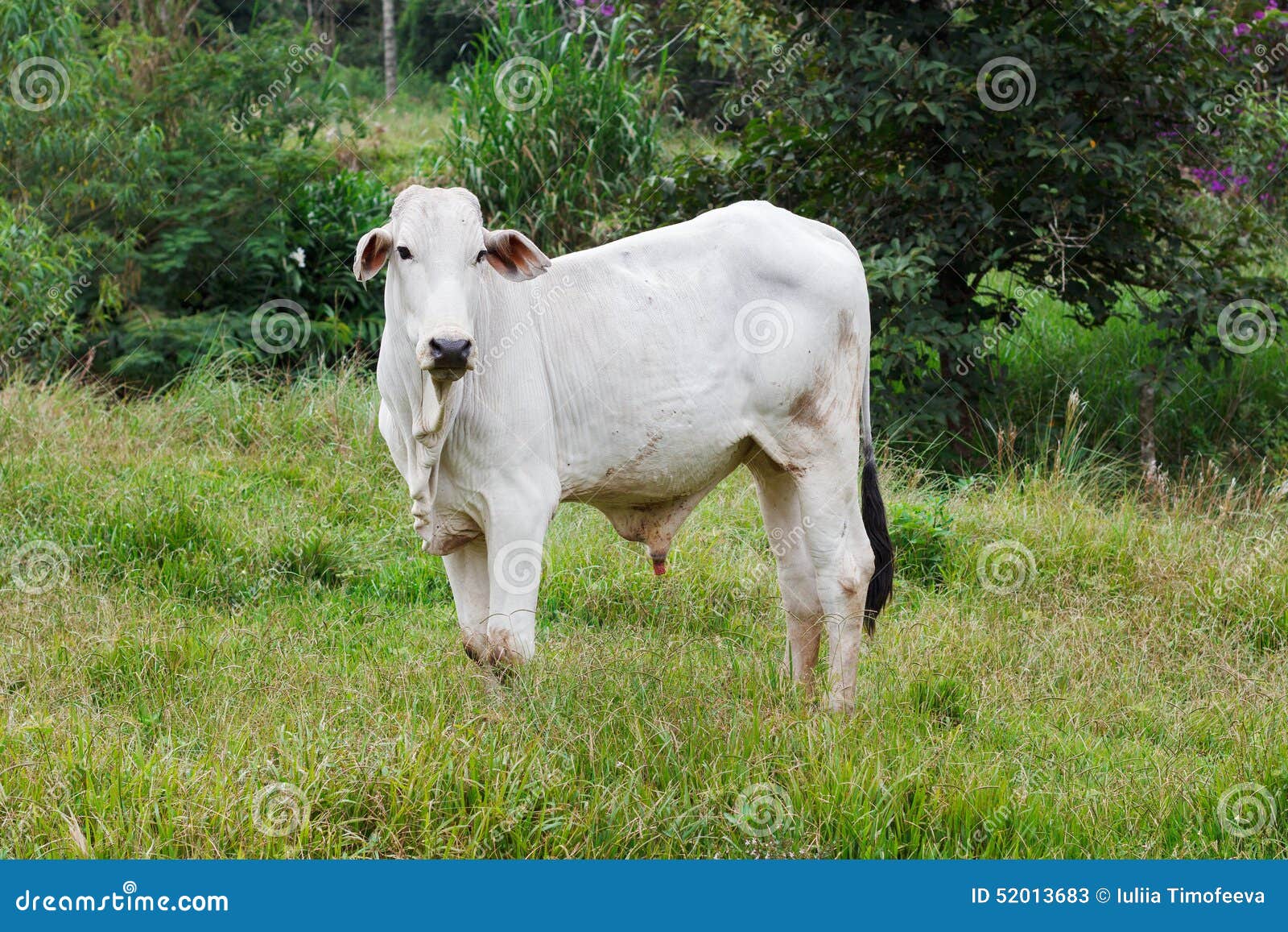 nellore - brazilian beef cattle in field, white bull
