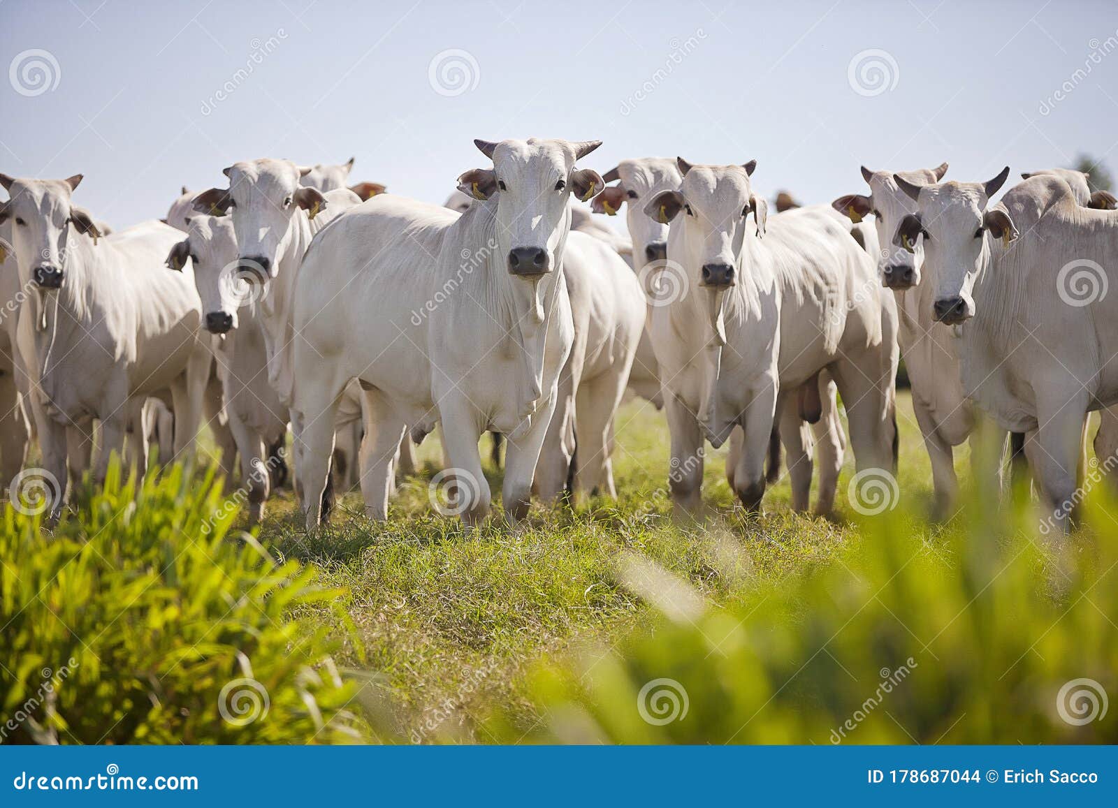 nellore cattle grazing in the field at sunset, mato grosso do sul, brazil