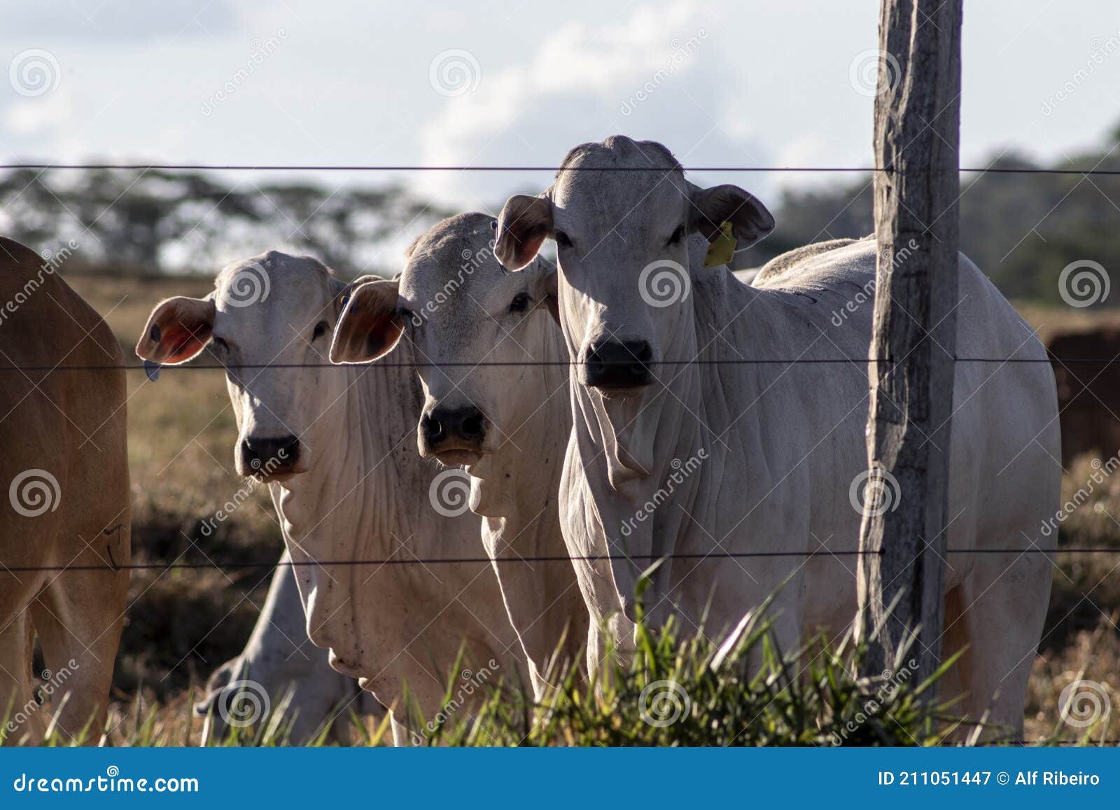 nellore cattle on pasture