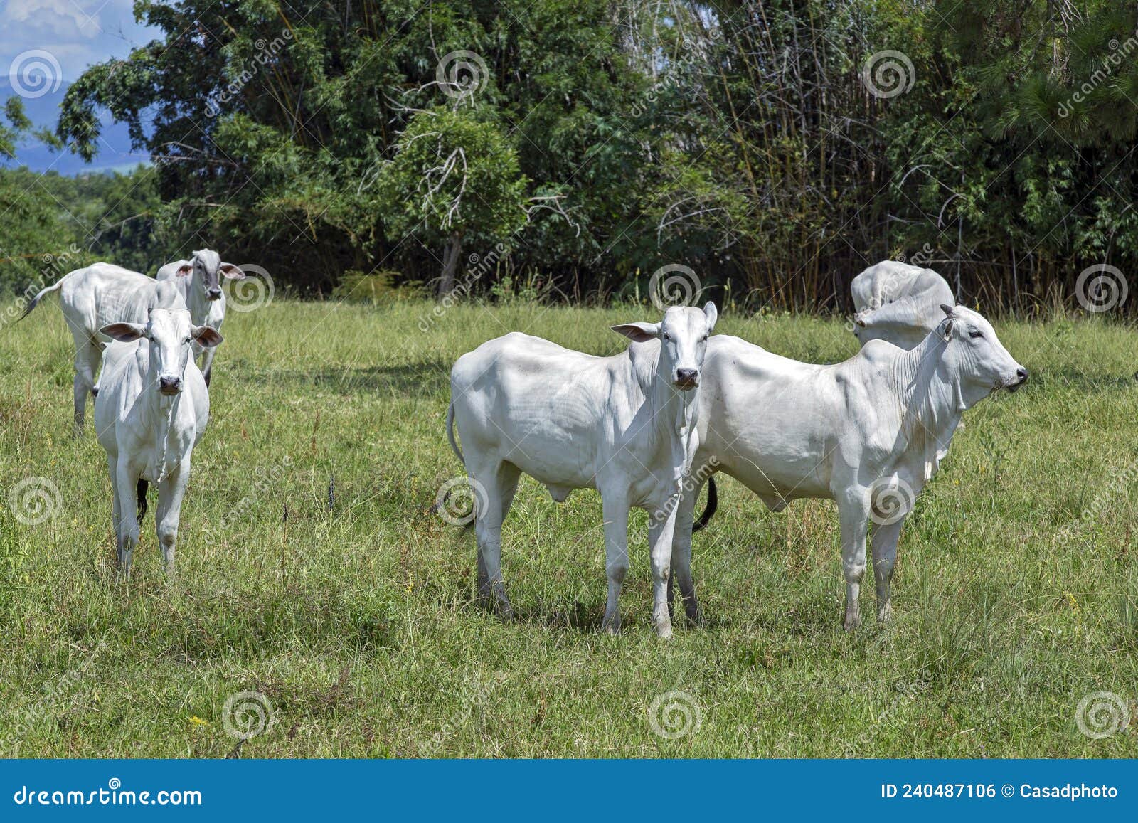nellore cattle steers on green pasture