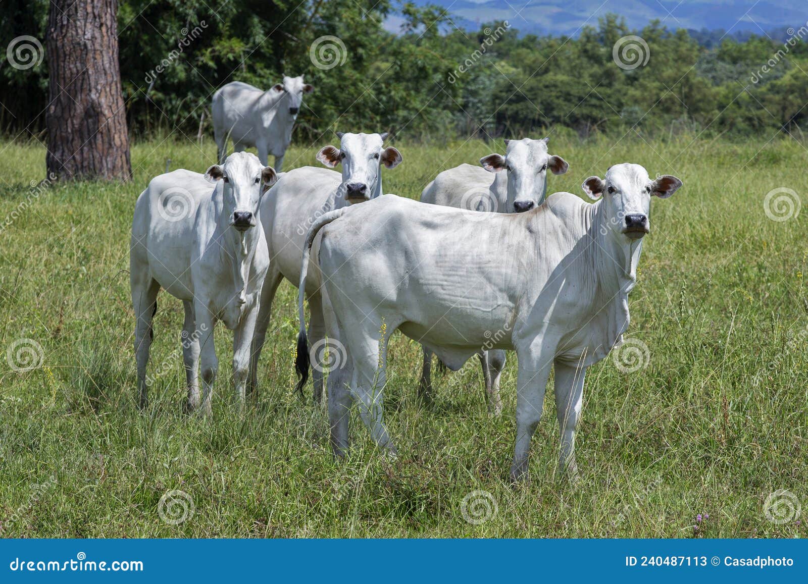 nellore cattle steers on green pasture