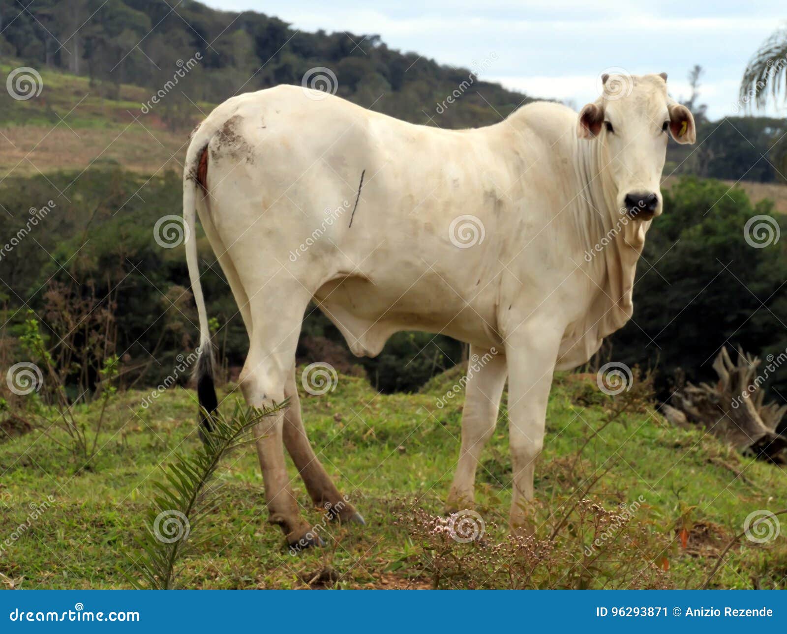 Nelore cattle stock image. Image of cattle, pasture, young - 96293871