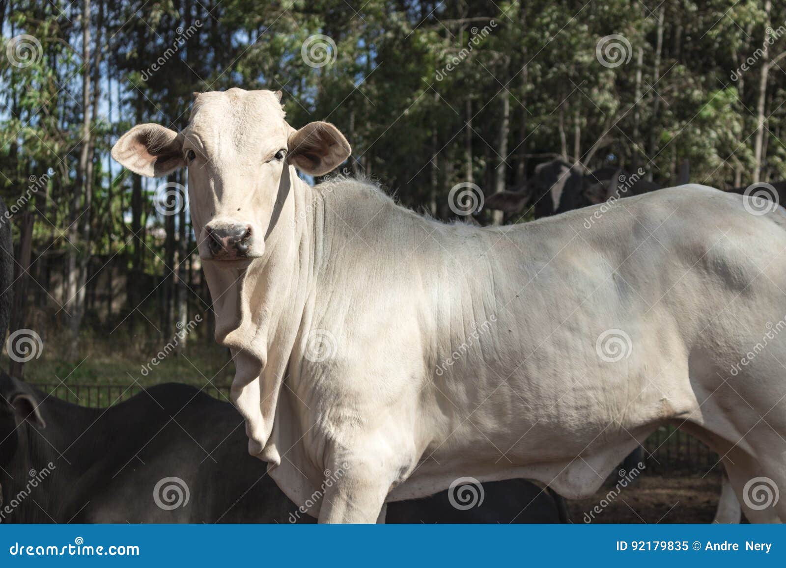 Nelore Cattle on farm stock image. Image of brown, meadow - 92179835