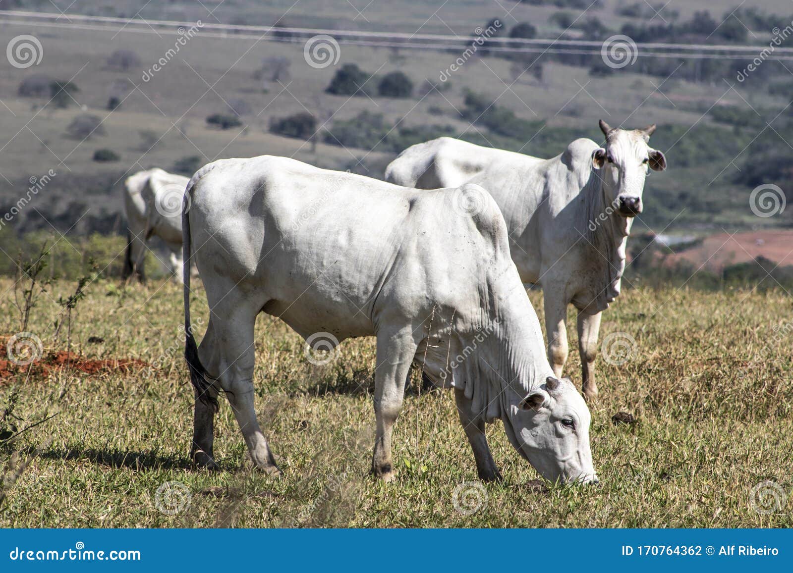 nelore cattle in a pasture located in brazil
