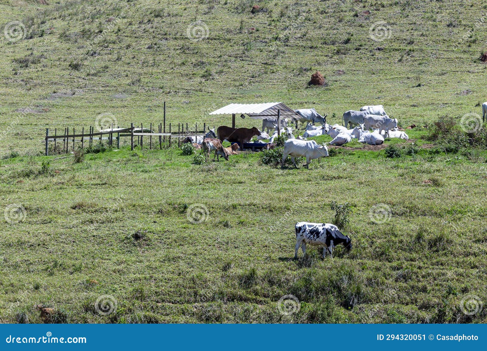 nelore no pasto de uma fazenda no interior do estado de minas gerais brasil. gado para engorda