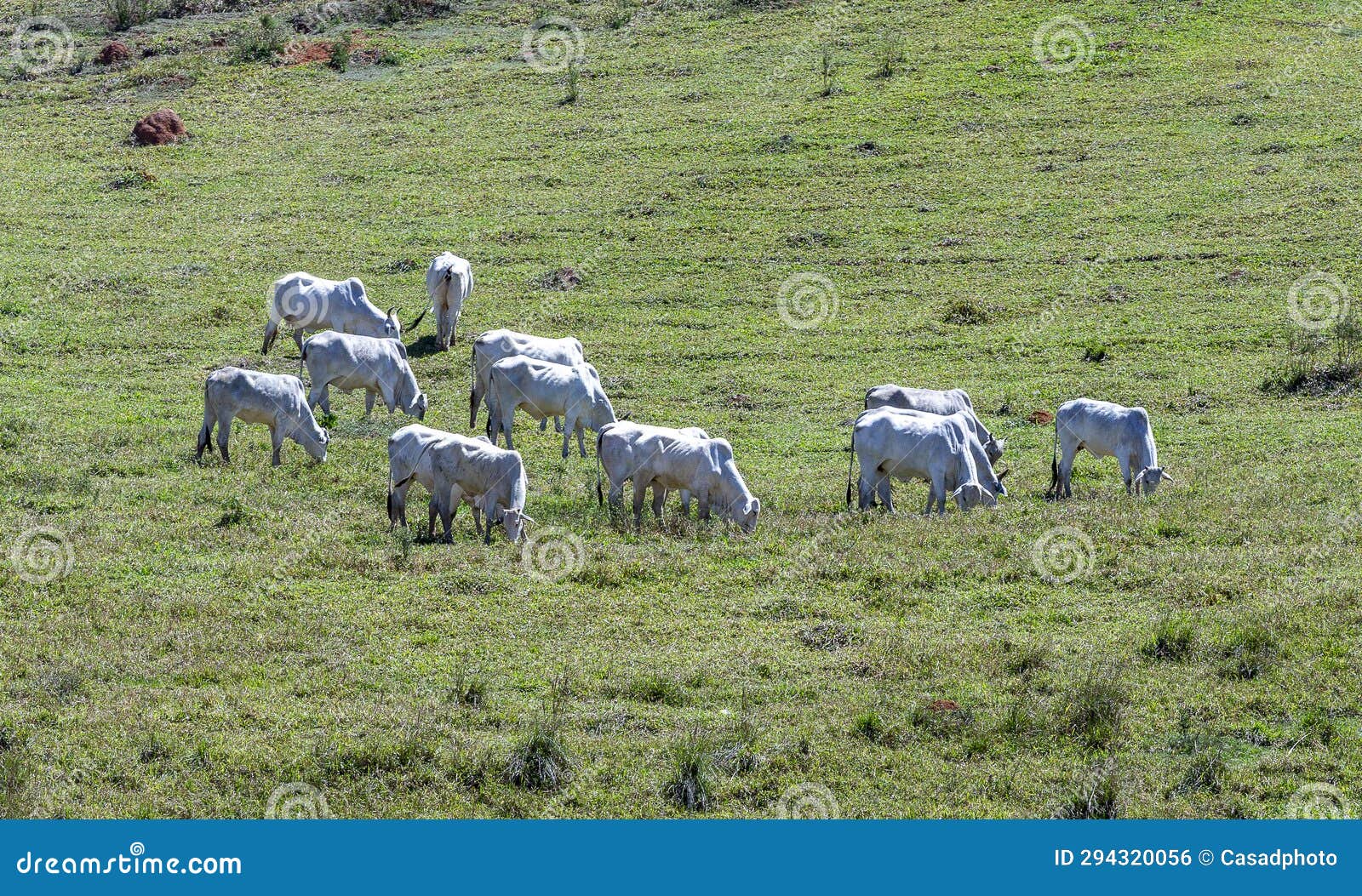 nelore no pasto de uma fazenda no interior do estado de minas gerais brasil. gado para engorda