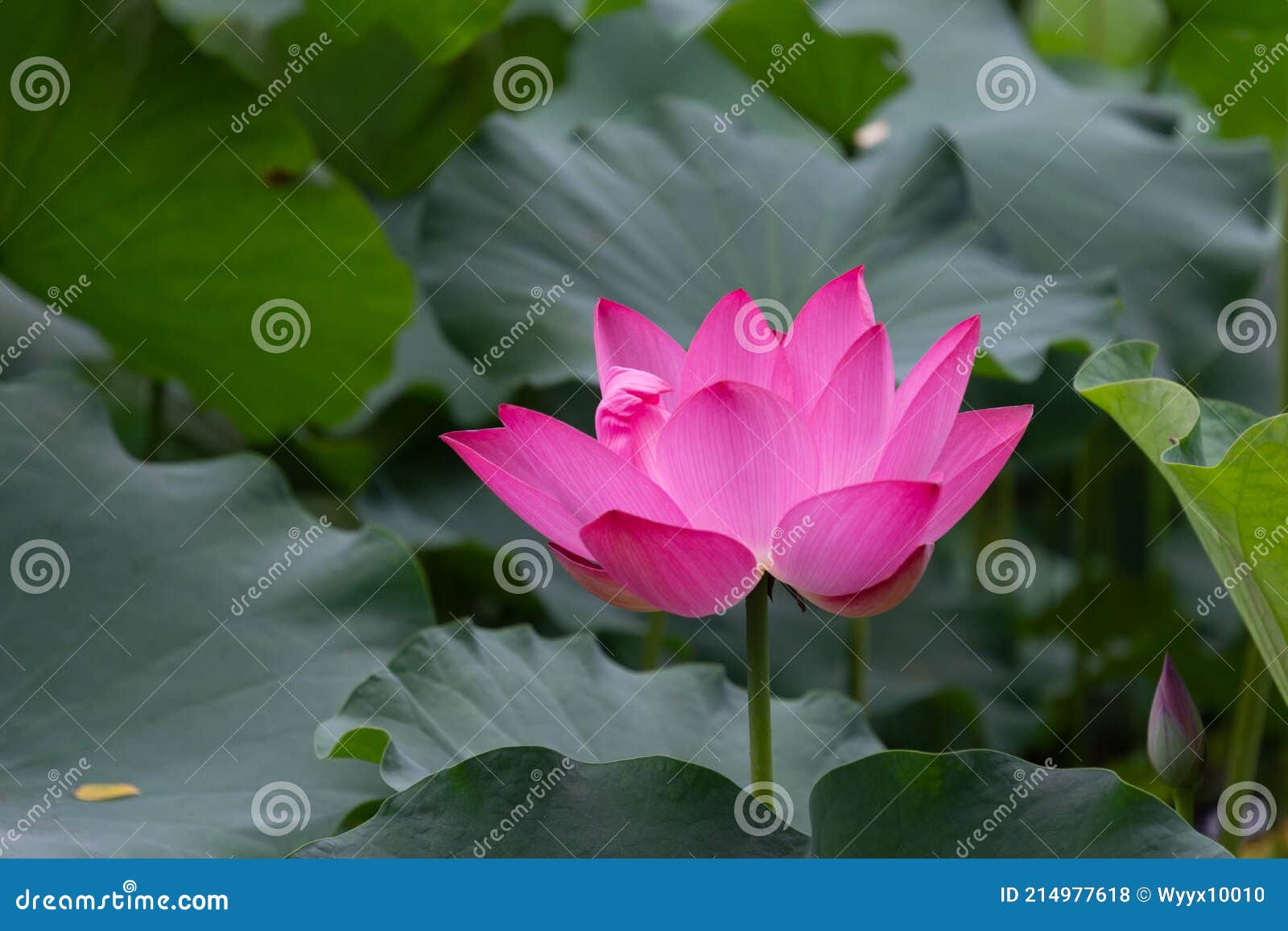 Nelumbo Splotus Flor Lotus Nombre Científico : Nelumbo Sp. Nombre En Inglés  : Flor De Loto Foto de archivo - Imagen de flores, diez: 214977618
