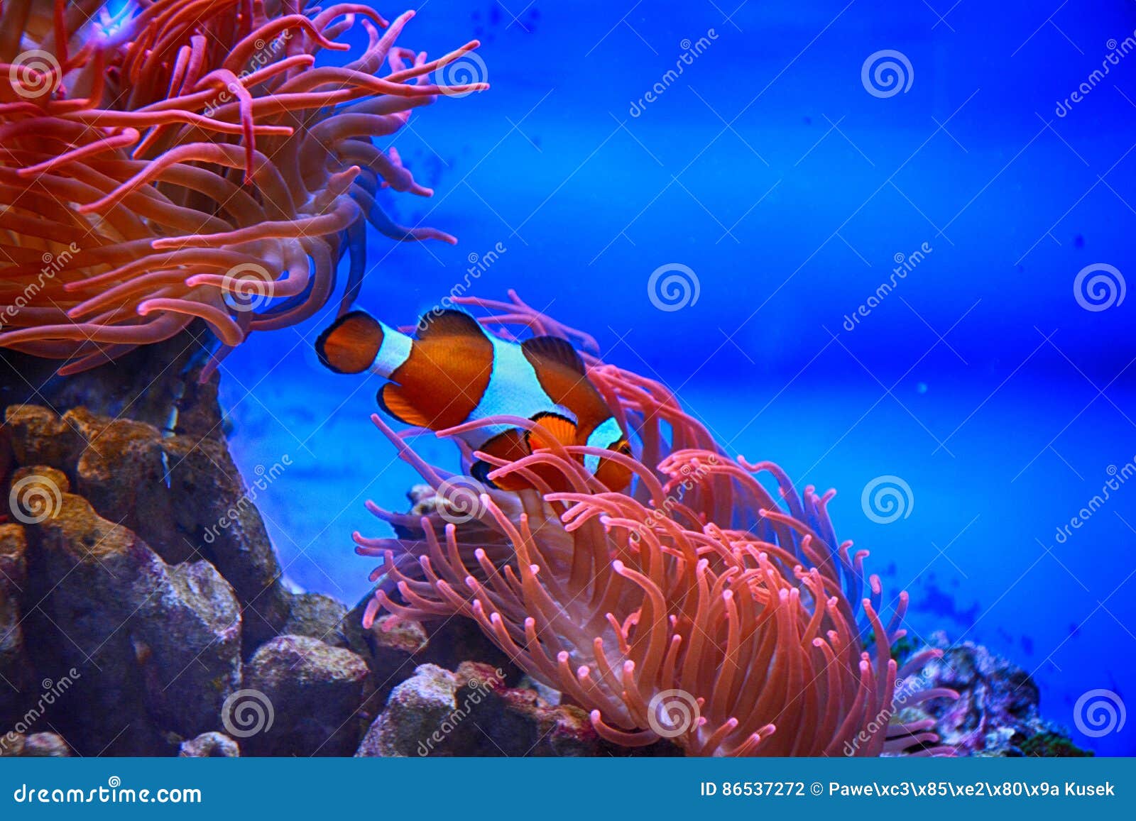 Brug af en computer dukke Typisk Nemo Fisk I Akvarium Med Korallreven Arkivfoto - Bild av akvarium, fisk:  86537272