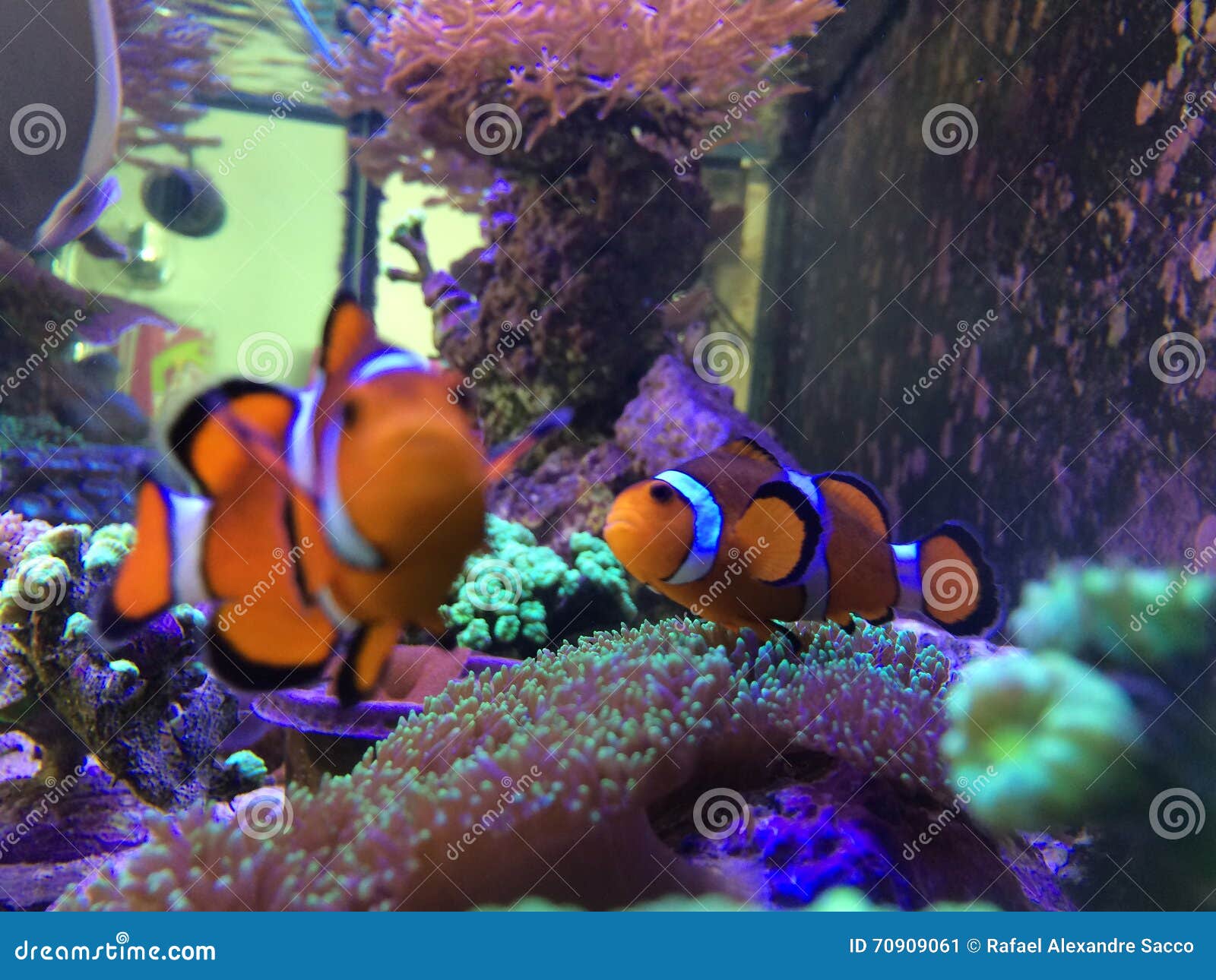 Nemo Playing Curioso En Un Acuario Real Imagen de archivo - Imagen de  pescados, seta: 70909061