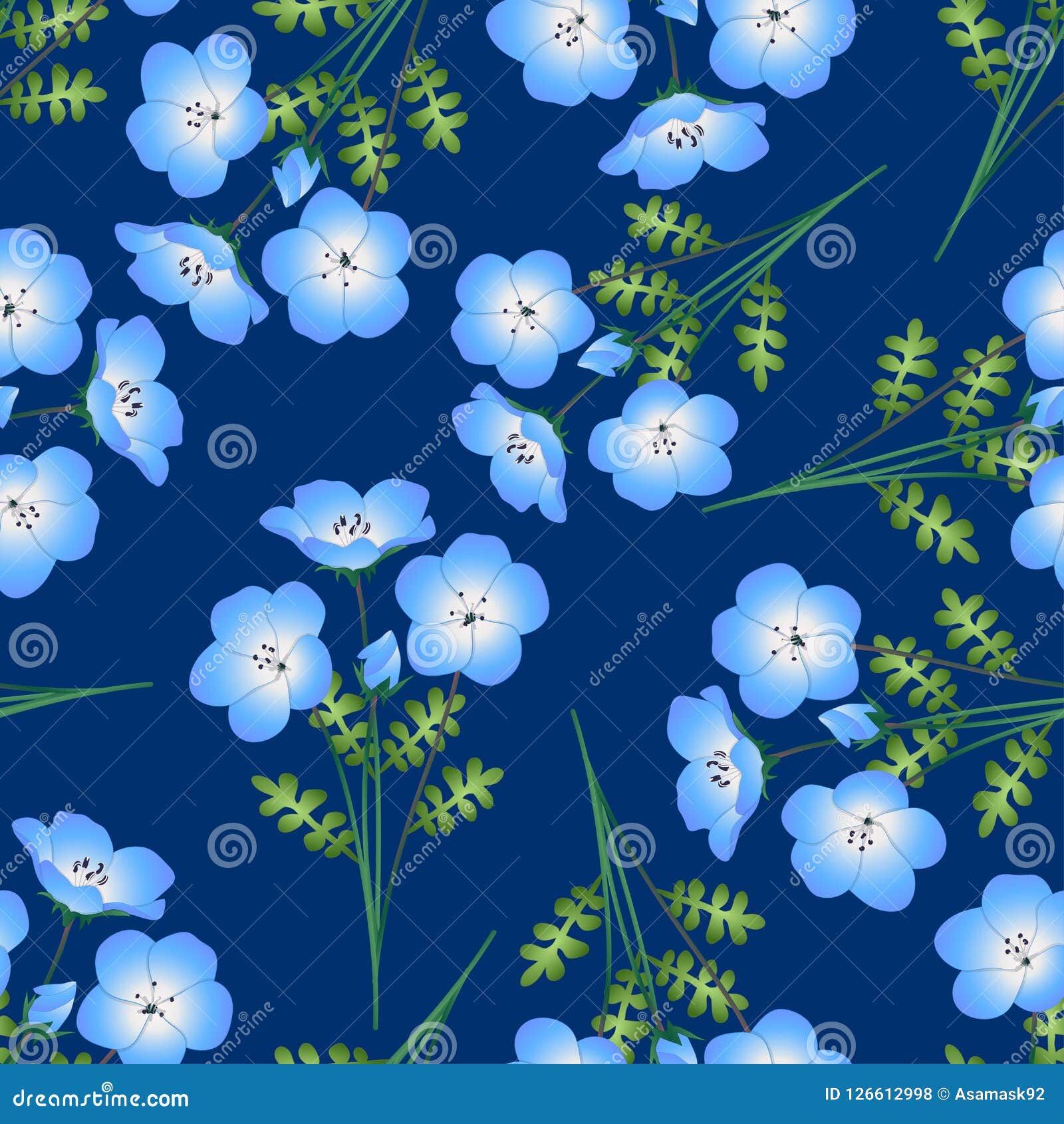 Nemophila Baby Blue Eyes Flower On White Background. Vector