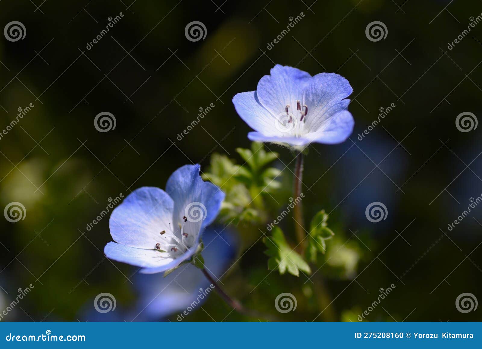 Baby Blue Eyes (Nemophila menziesii)