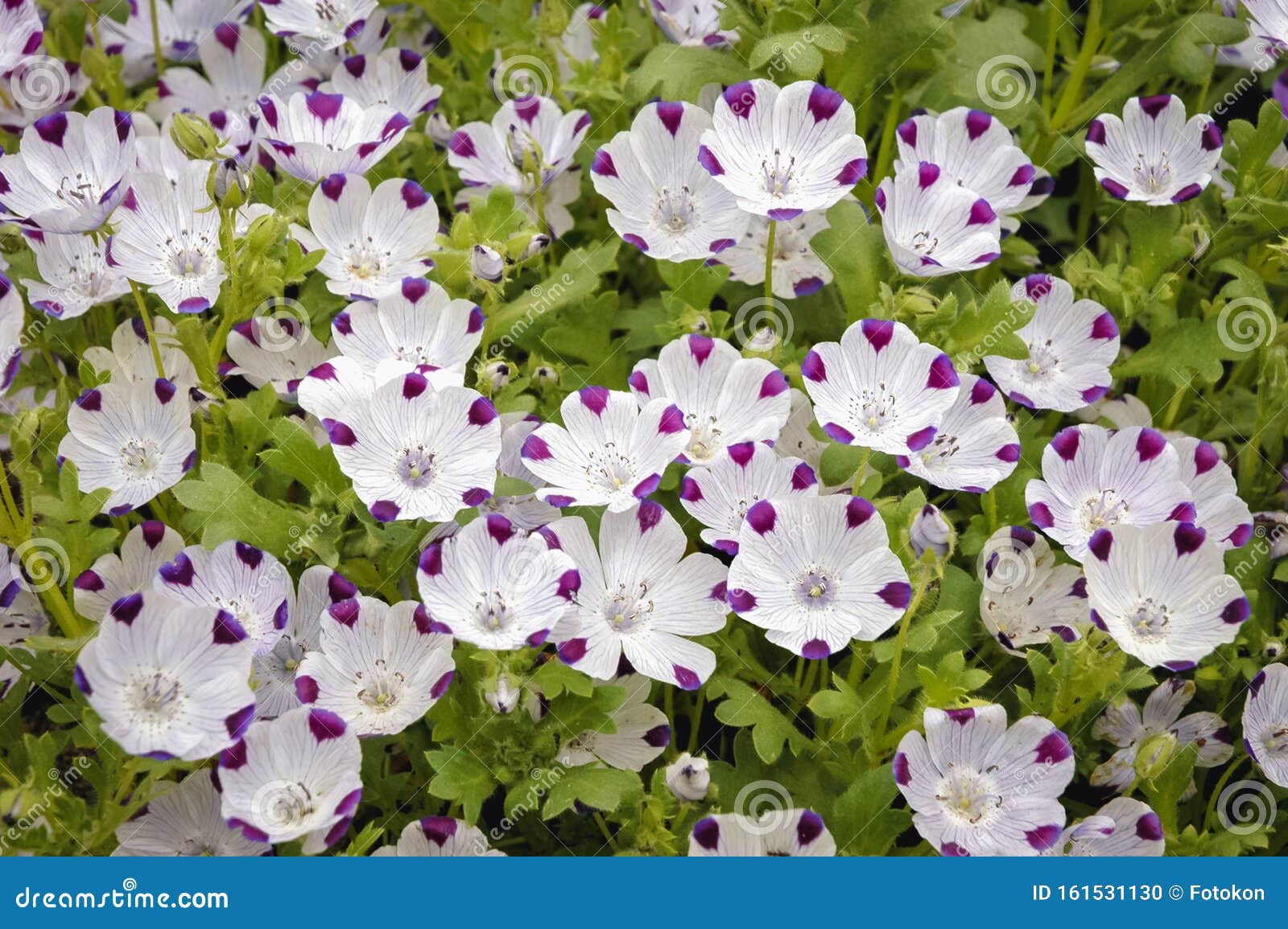 Nemophila Maculata Plant Stock Photo Image Of Nature