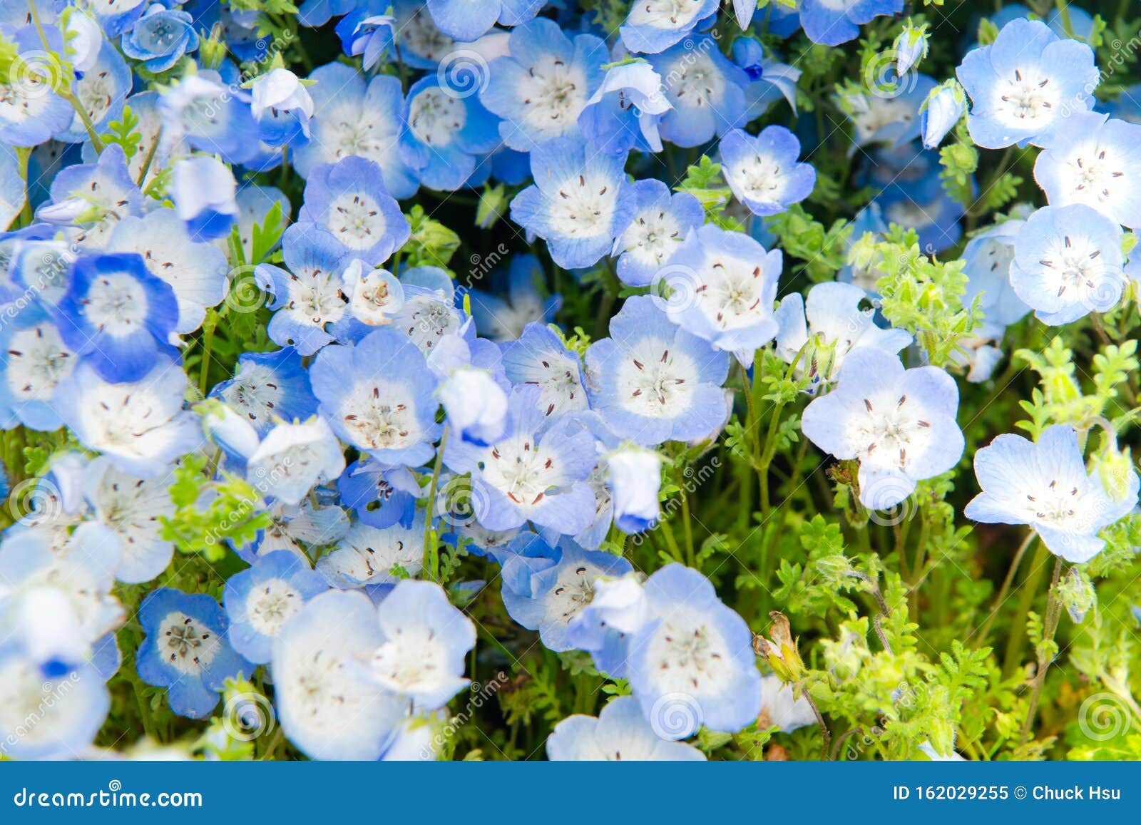 Nemophila menziesii (Baby Blue Eyes)