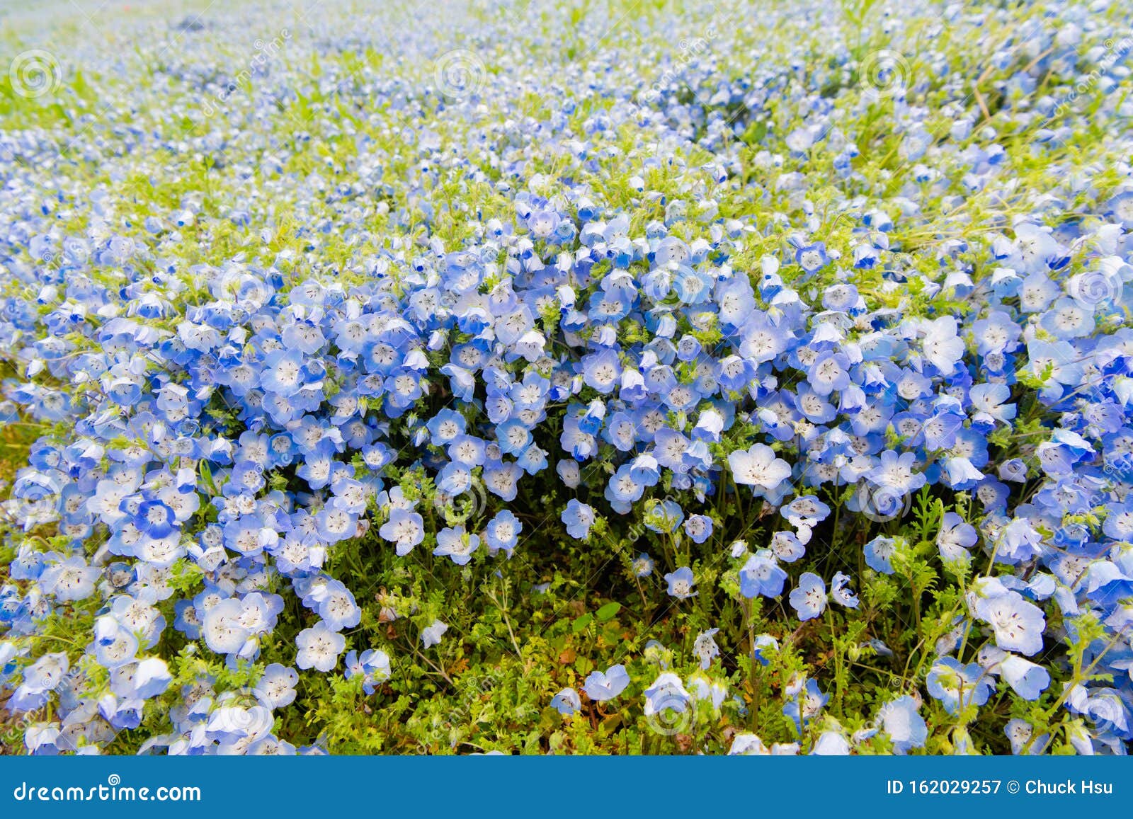 Nemophila Menziesii Baby Blue Eyed Flower Flower Field Stock Image Image Of Ibaraki Herb