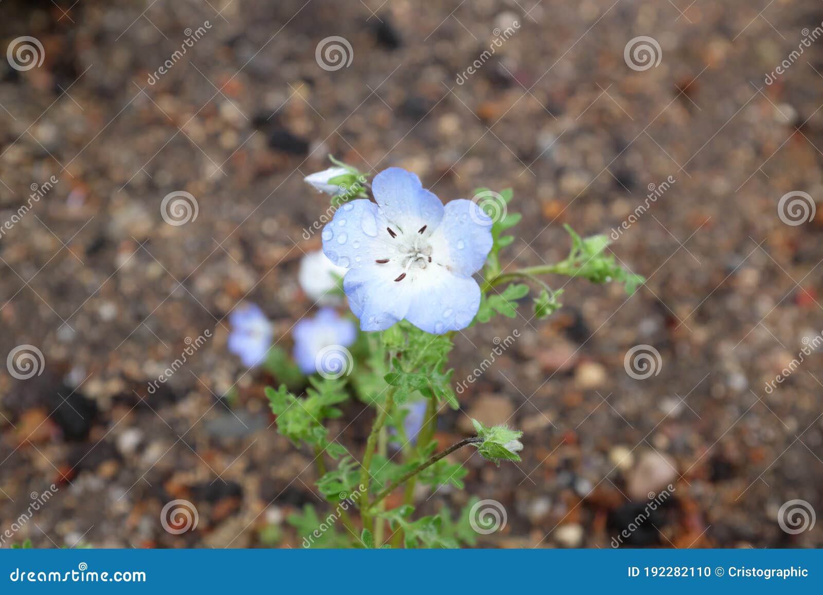 Nemophila Menziesii Stock Photo Image Of Color Abstract Nemophila Menziesii Stock Photo Image Of Color Abstract