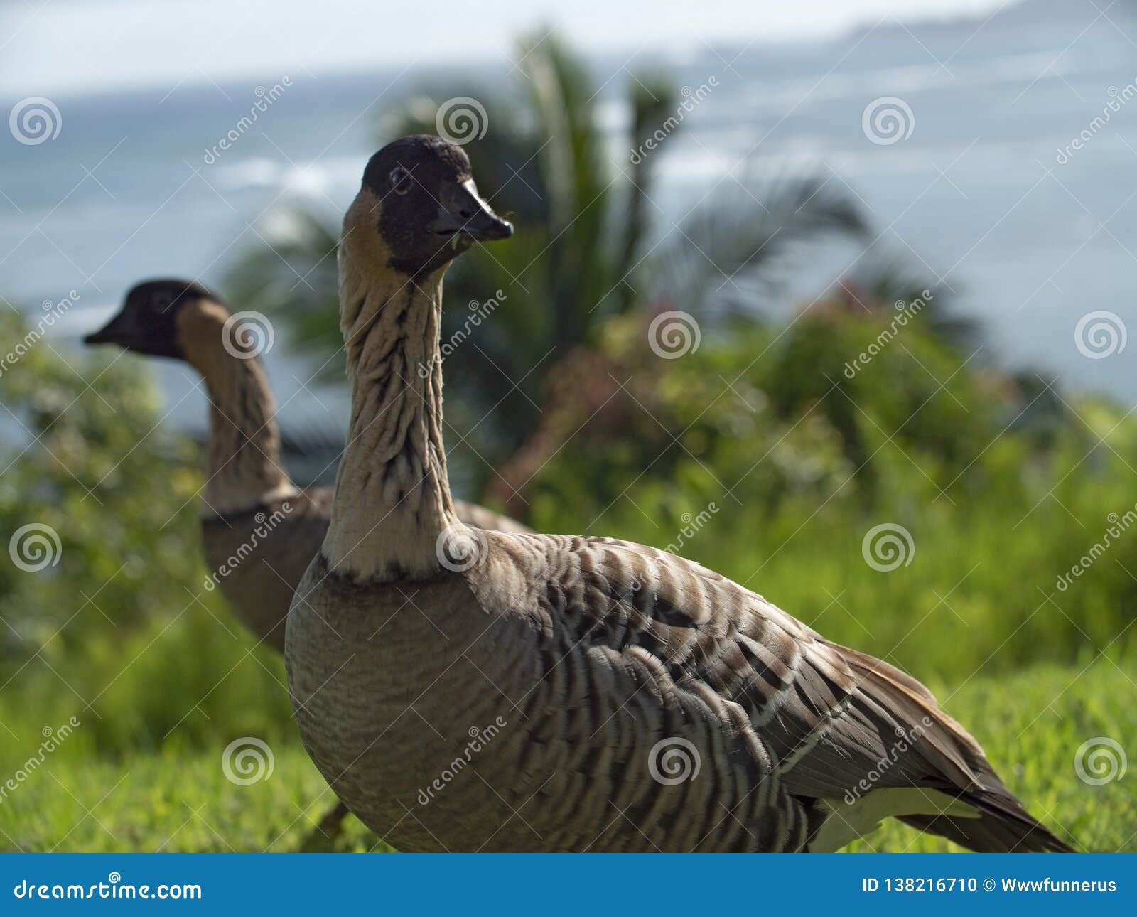 Nene Goose Eating Grass Kauai Hawaï. Nene Geese Eating Grass Kauai Hawaï Etats-Unis le long du bord de mer de l'océan pacifique