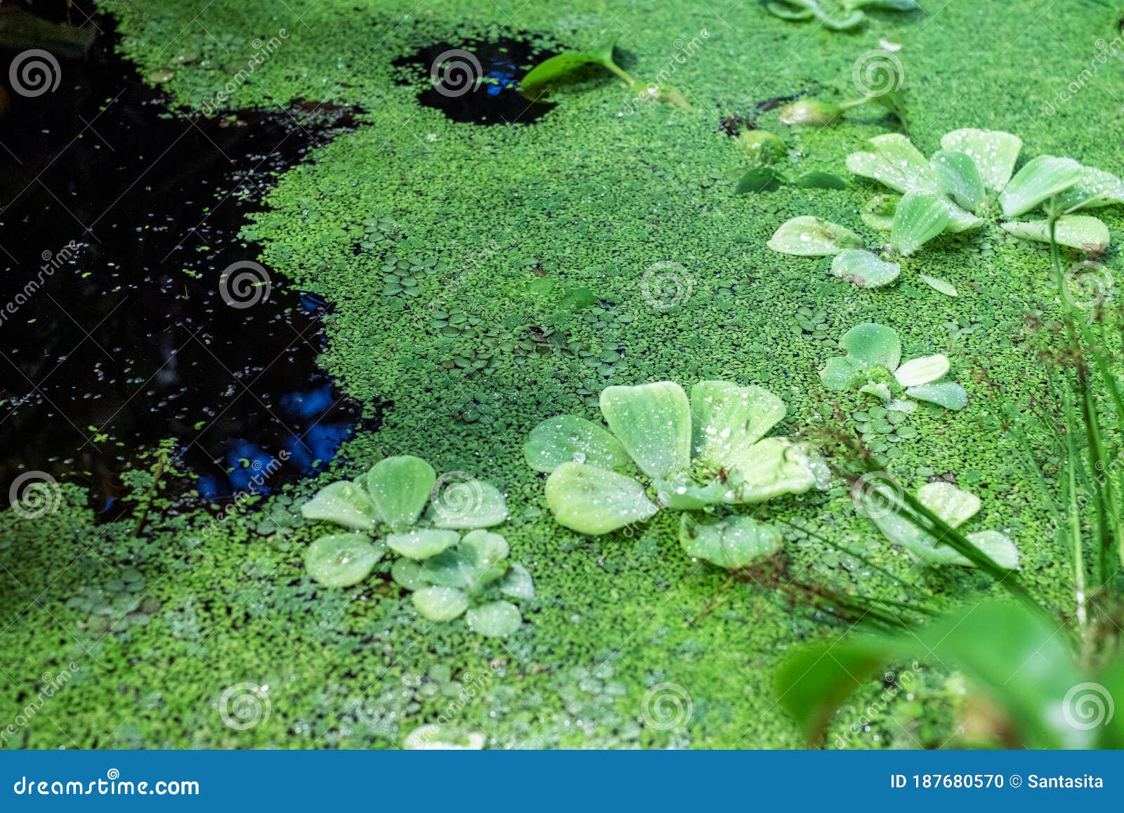 nenufar in the waterbodies, the flora in the pond, water lilies and other plants living in the water