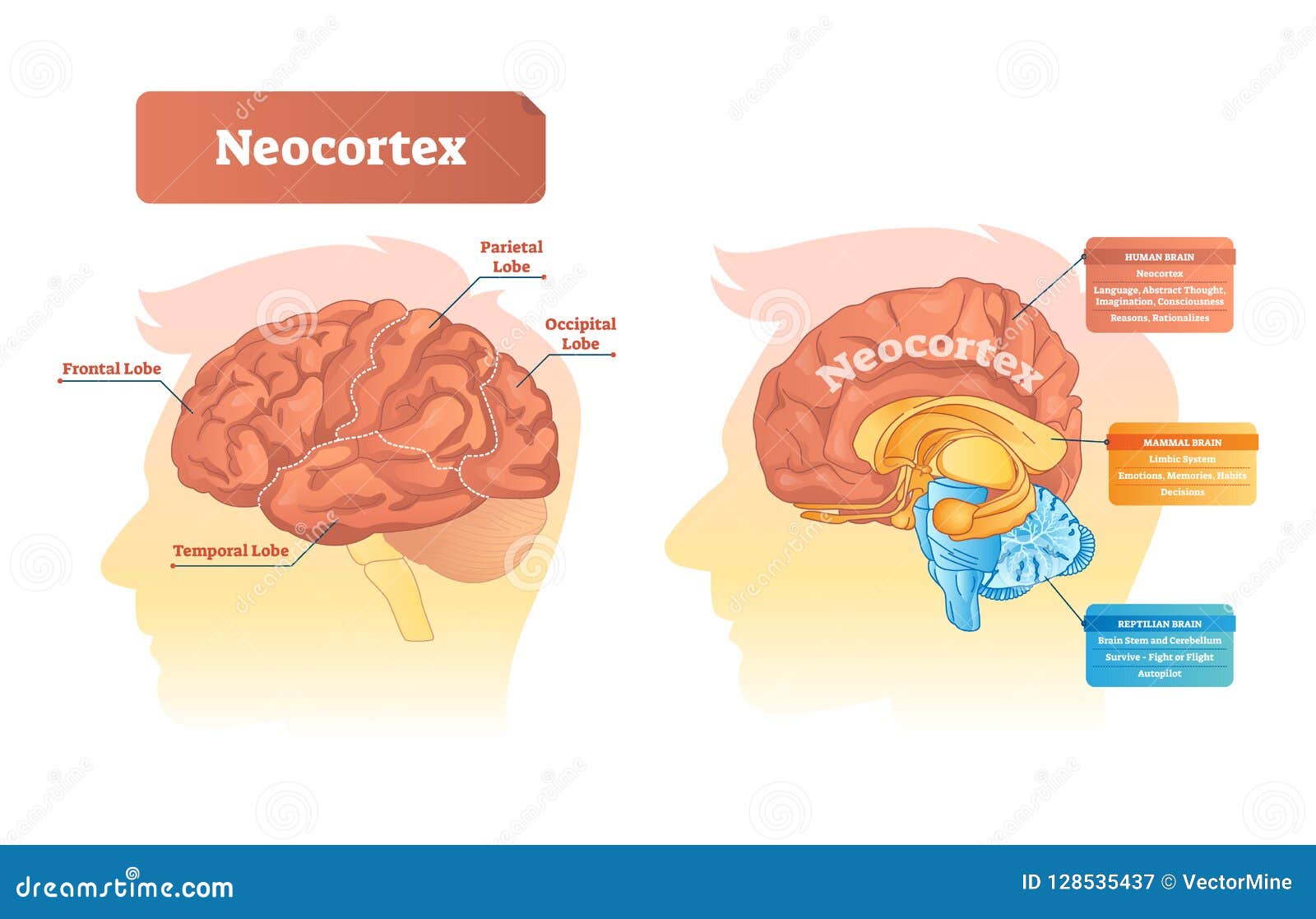 neocortex  . labeled diagram with location and functions.