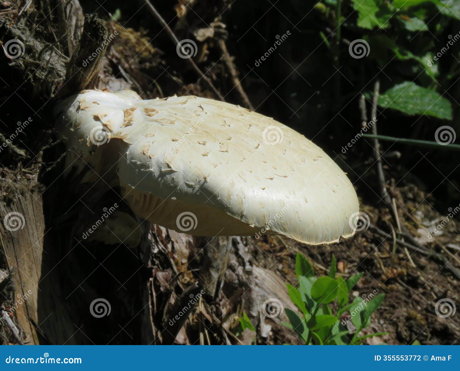 neolentinus lepideus, white fungus on tree bark.