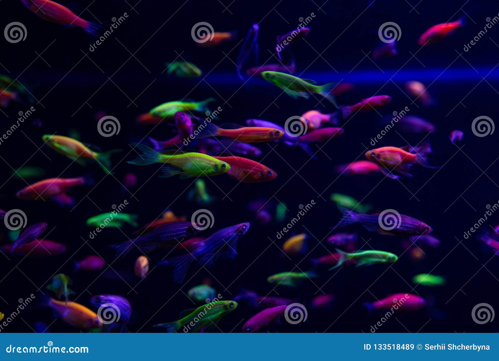 Neon Glow Fish Color Freshwater Aquarium Pets Stock Image Image Of Closeup Life Neon Glow Fish Color Freshwater Aquarium Pets Stock Image Image Of Closeup Life
