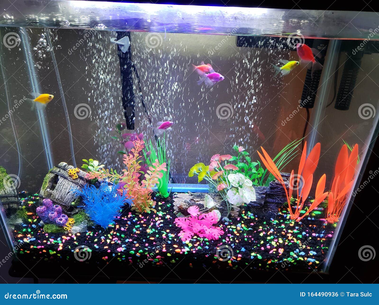 Neon Tetra Glow Fish Aquarium Stock Photo - Image of aquarium, glow:  164490936