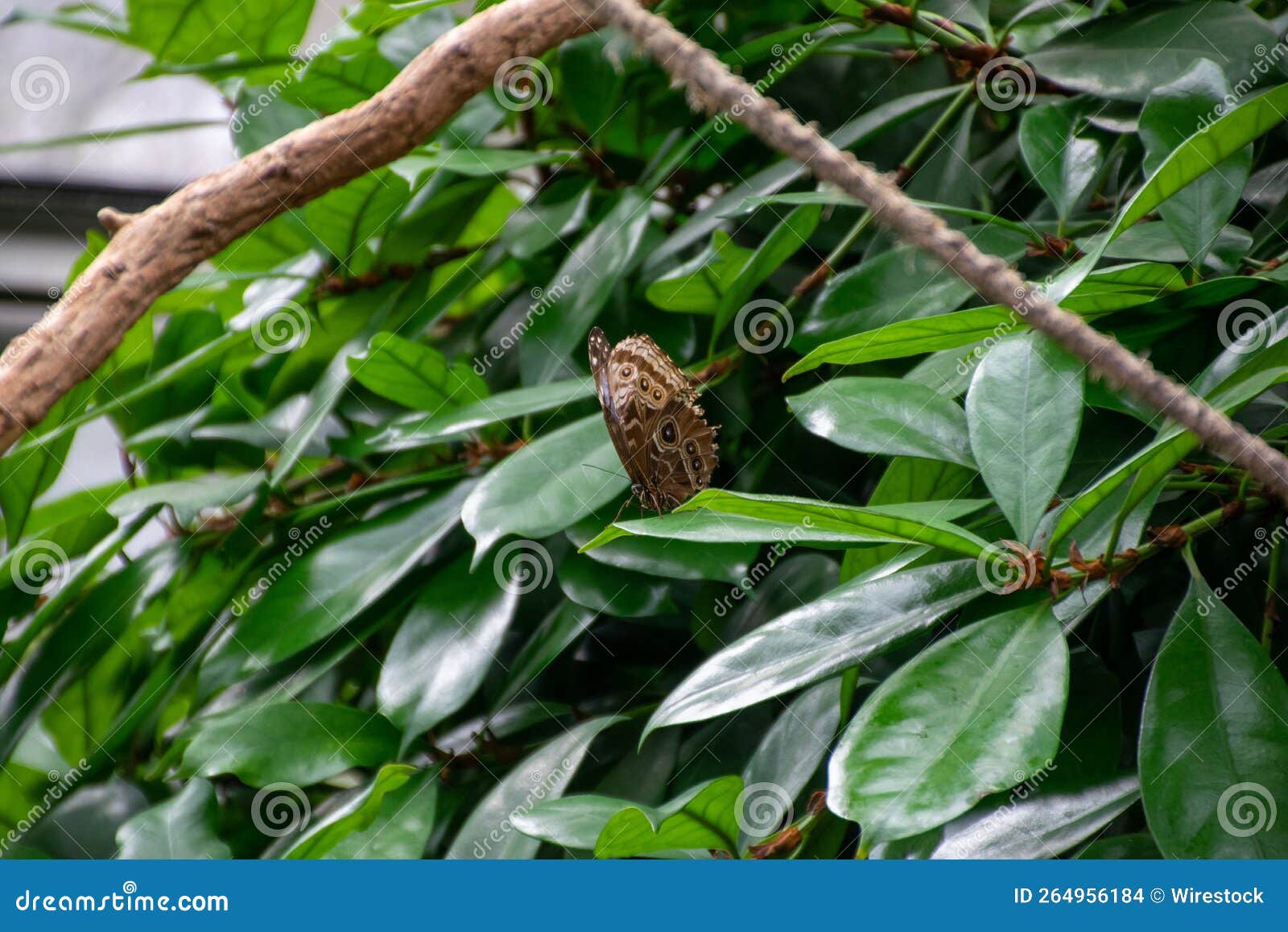 neope butterfly sitting on fresh and bright green leaves of a tropical plant in a park