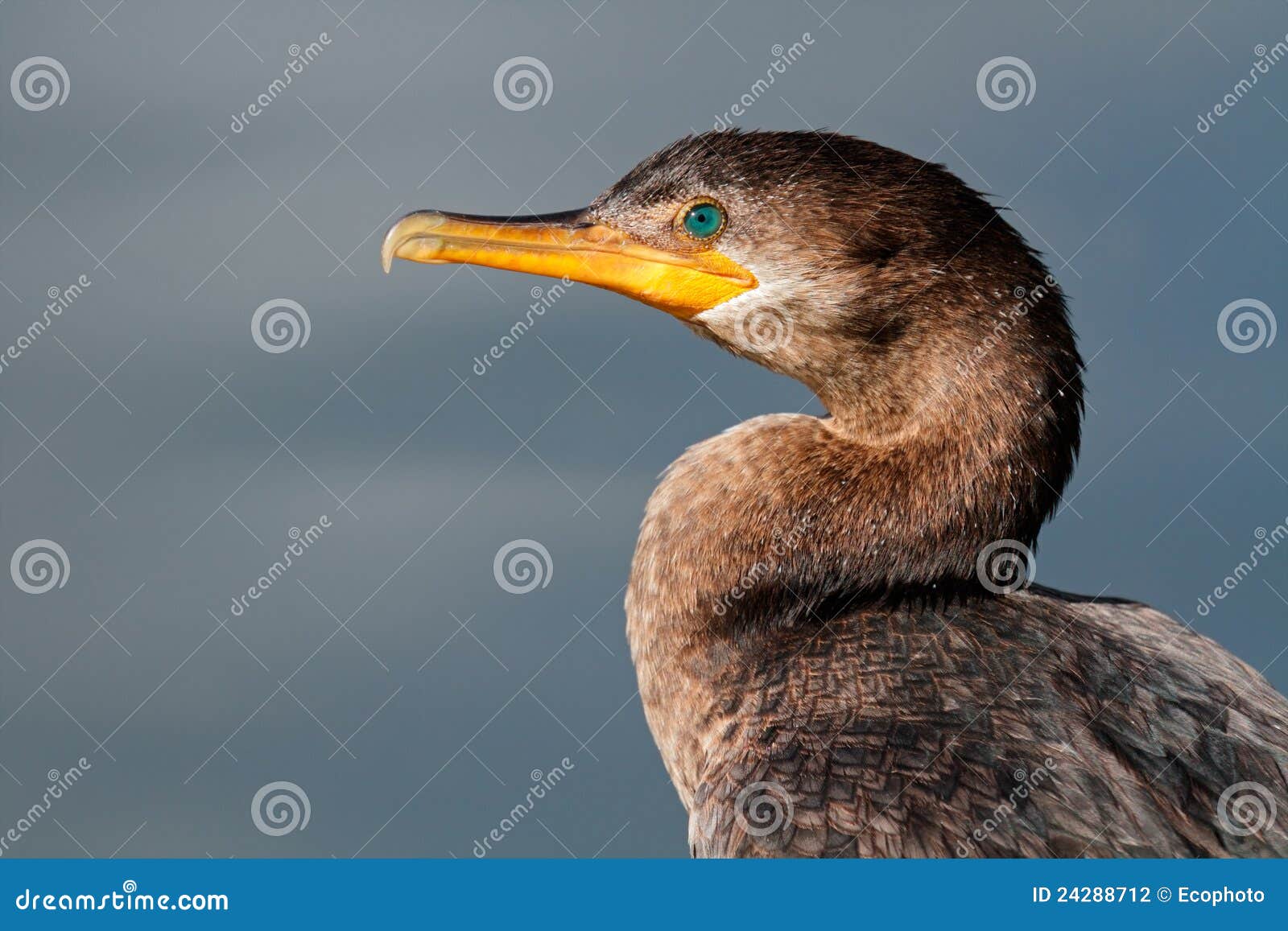 neotropic cormorant