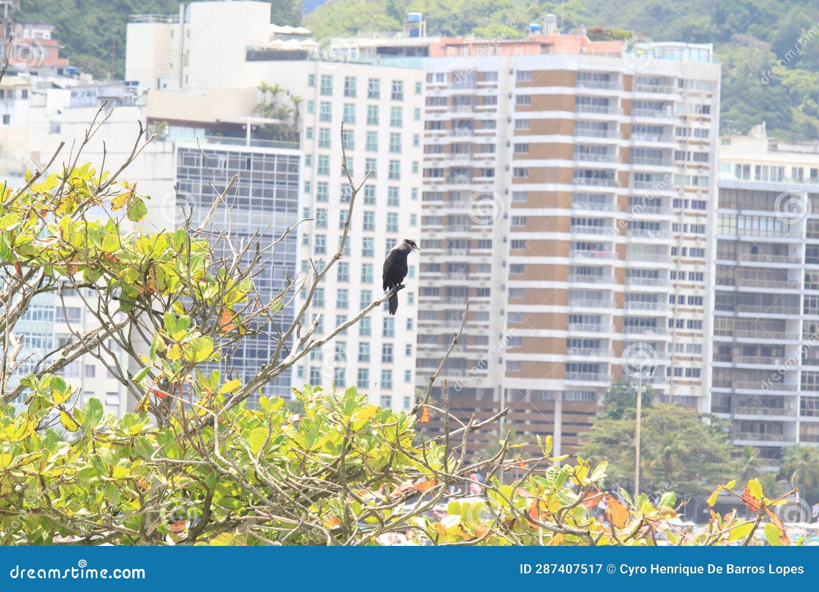neotropic cormorant (nannopterum brasilianum), olivaceous cormorant, biguÃ¡ from forte de copacabana, rio de janeiro