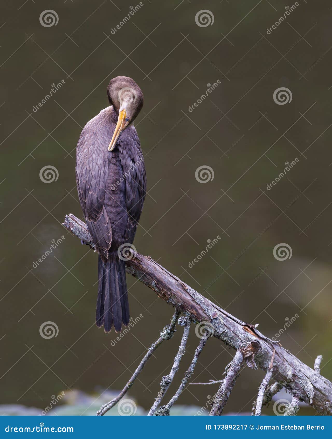 neotropic cormorant perched in a branch grooming