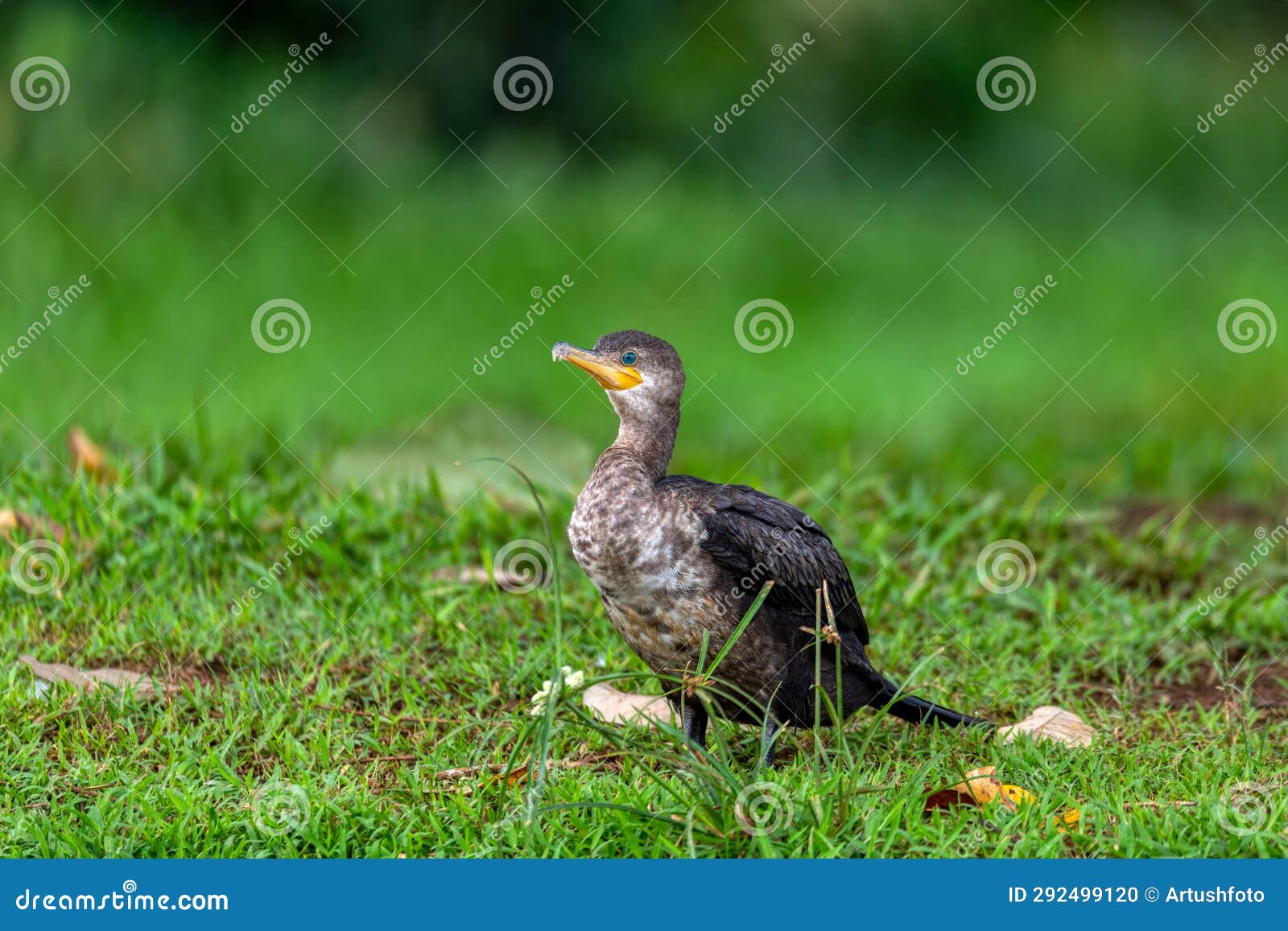 neotropic cormorant - phalacrocorax brasilianus. refugio de vida silvestre cano negro, wildlife and bird watching in costa rica