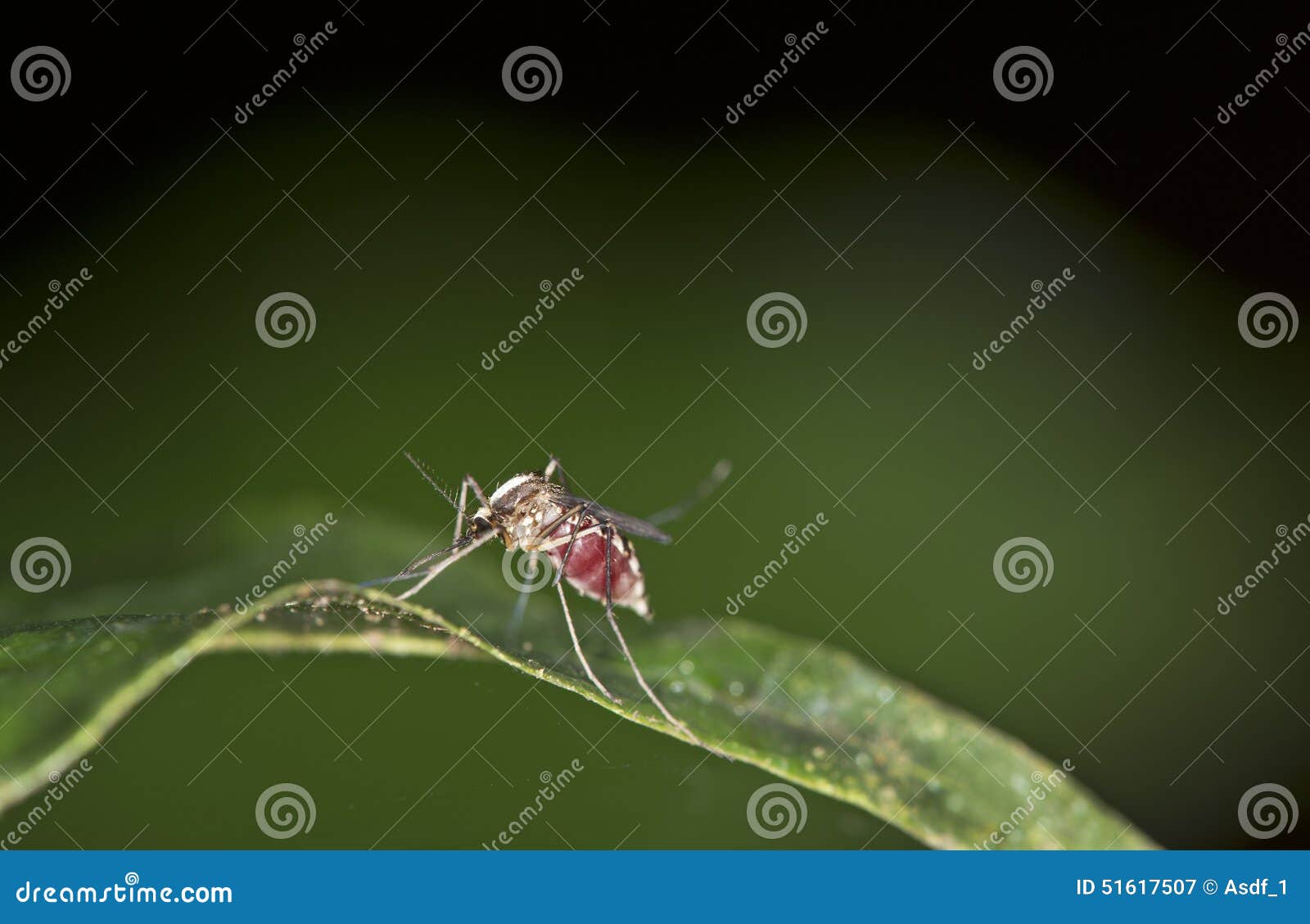 neotropical female mosquitoe