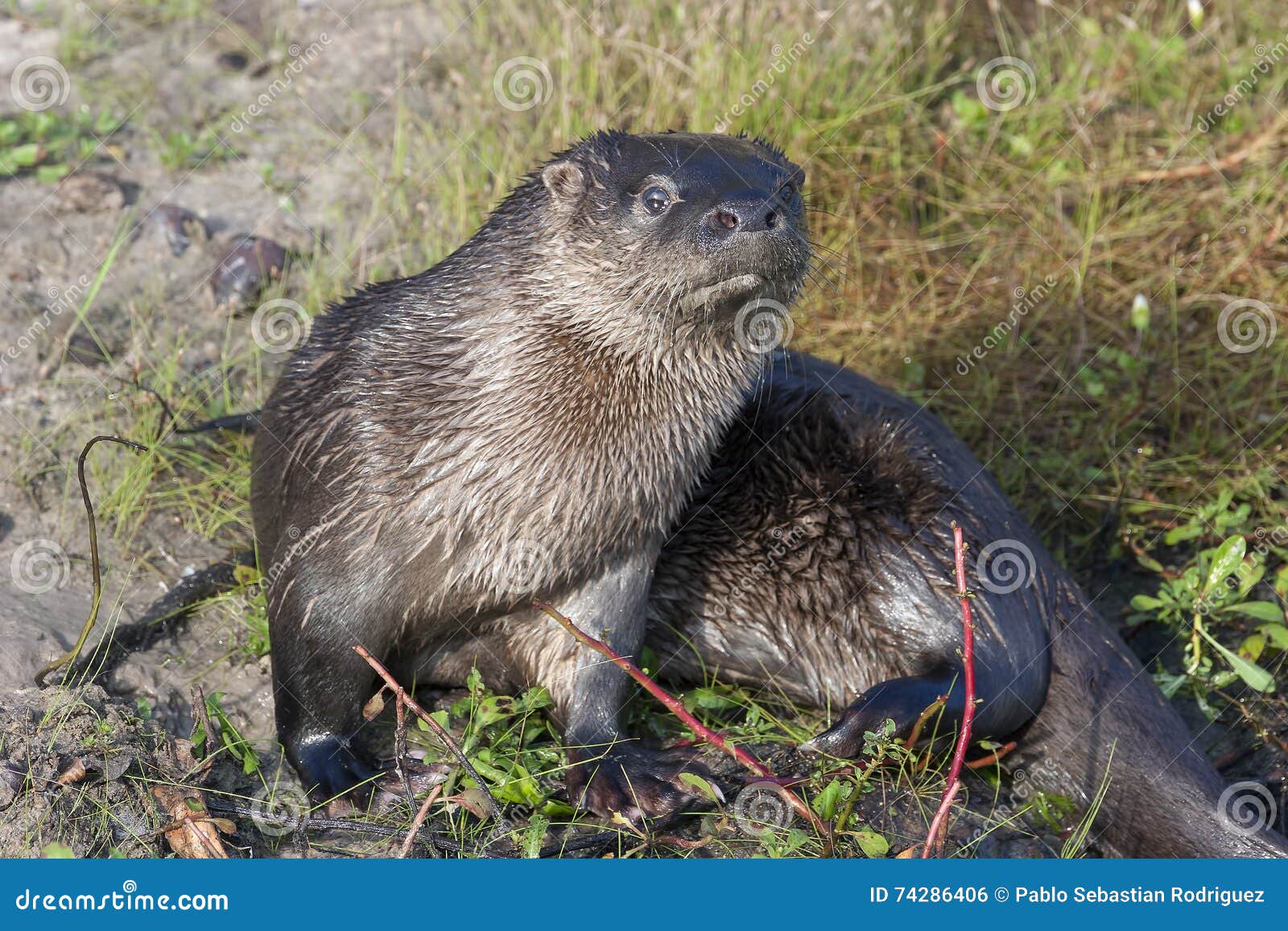 neotropical otter