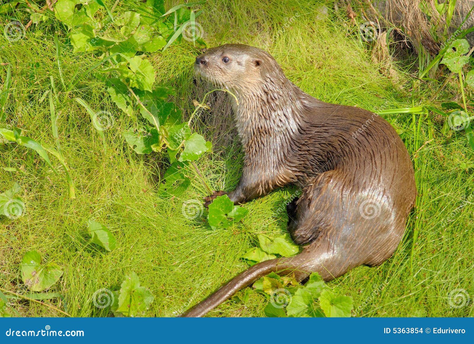 neotropical river otter